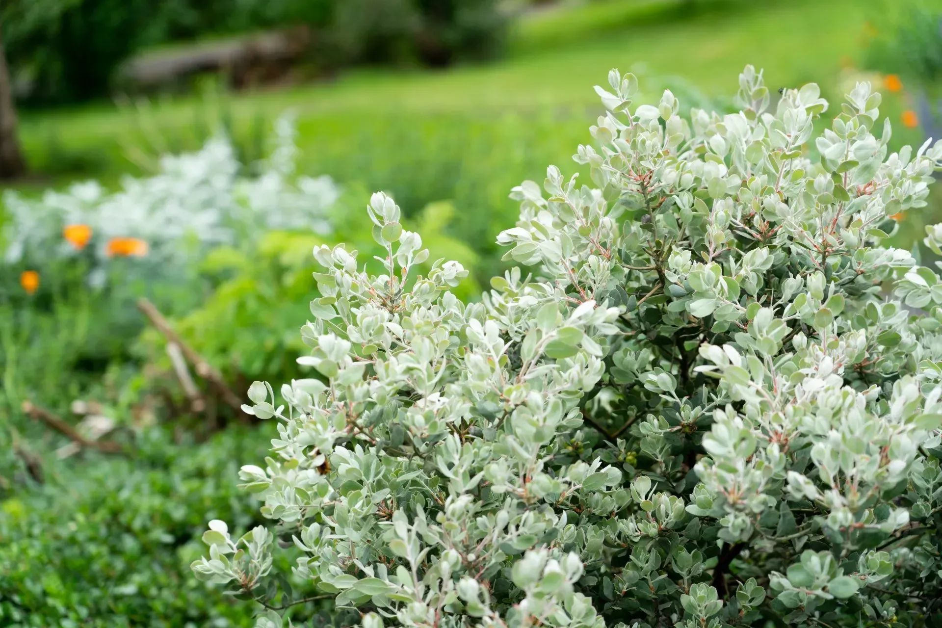 Shrub with silvery-green leaves in a garden setting, with blurred green foliage and orange flowers in the background.