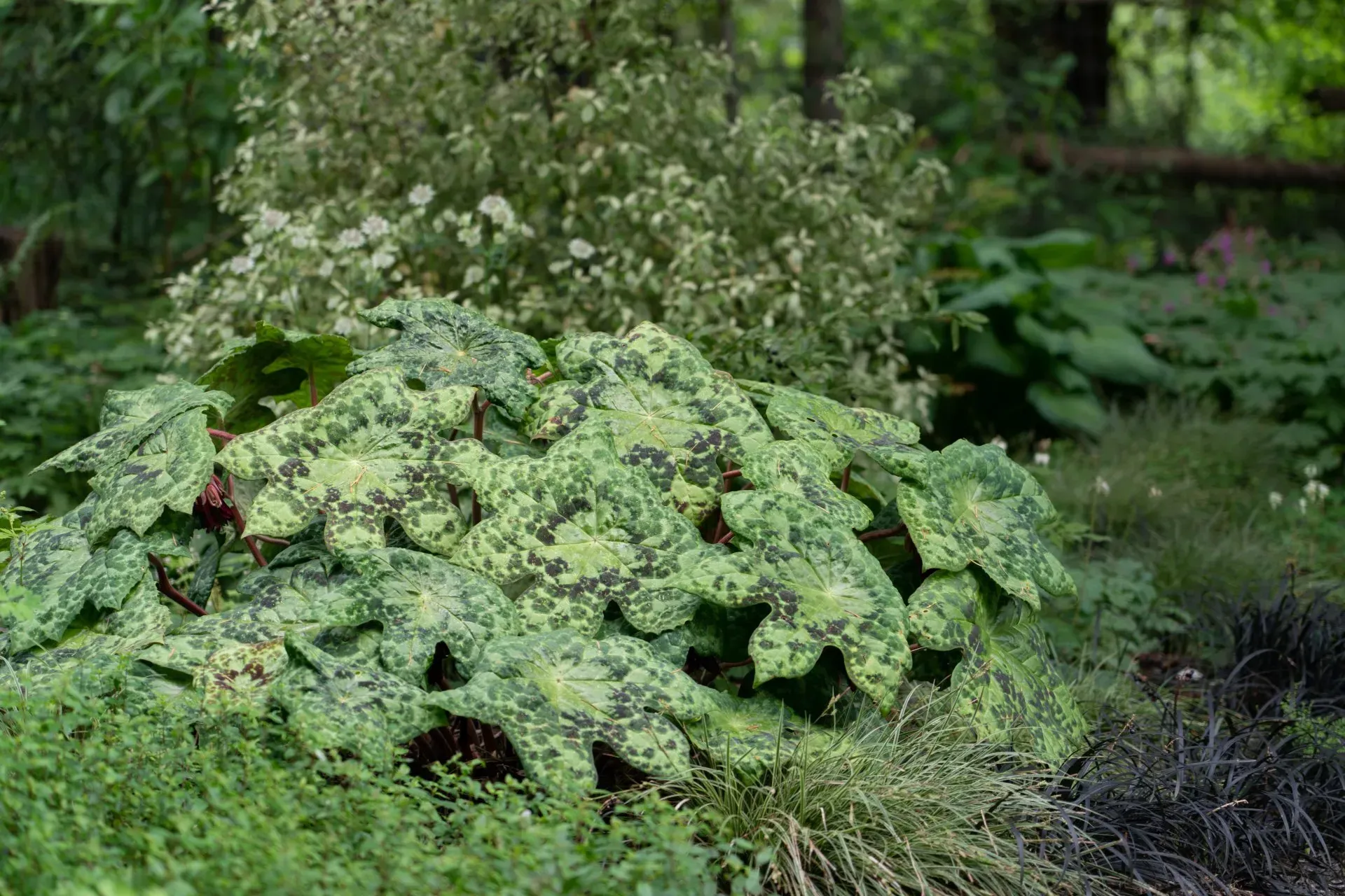 A lush ground-level view of a plant with large, speckled green and dark leaves. 