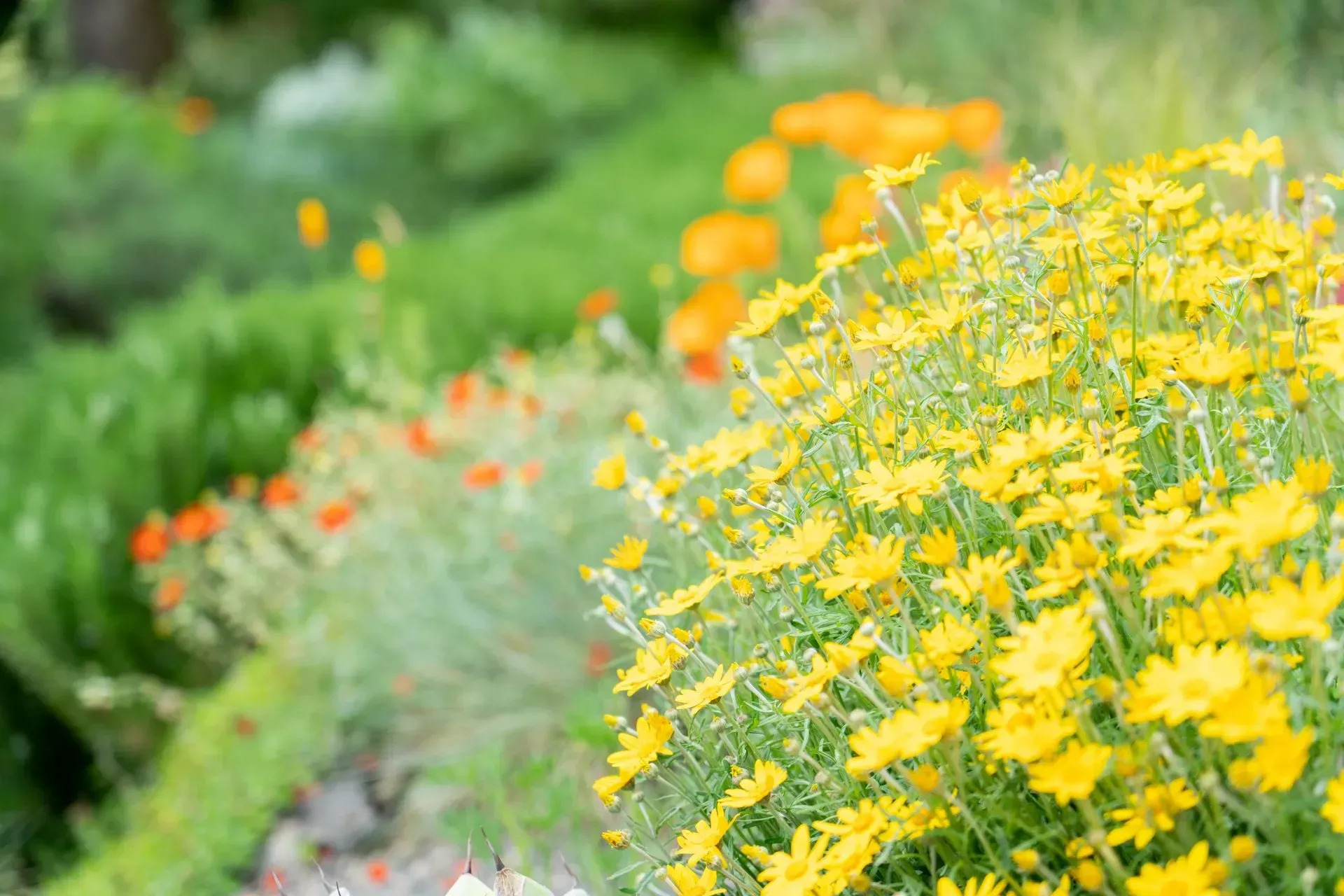 A close-up of a vibrant yellow flowering bush with a blurred background of orange and green foliage in a garden.
