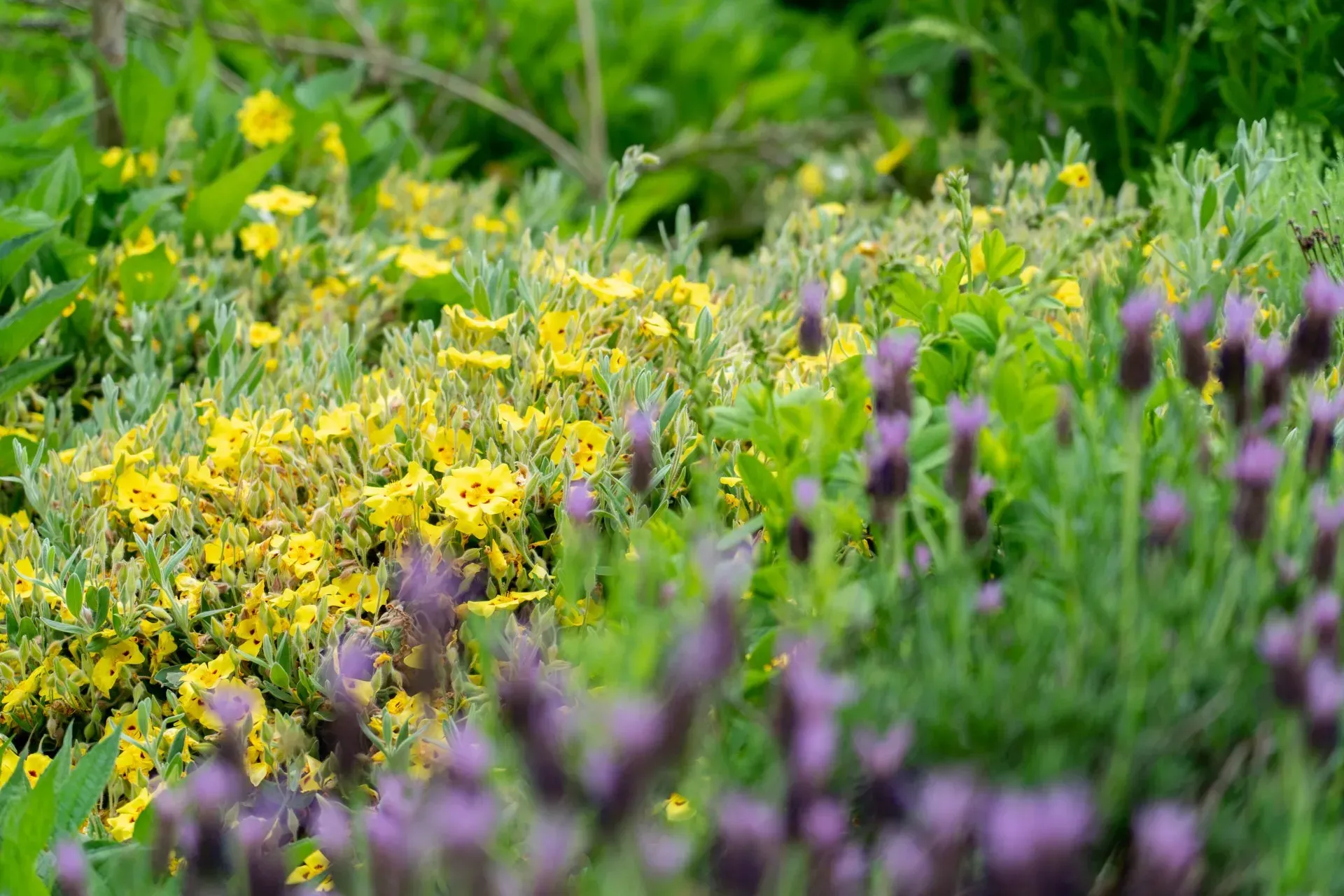 Close-up of a flower bed with purple lavender.