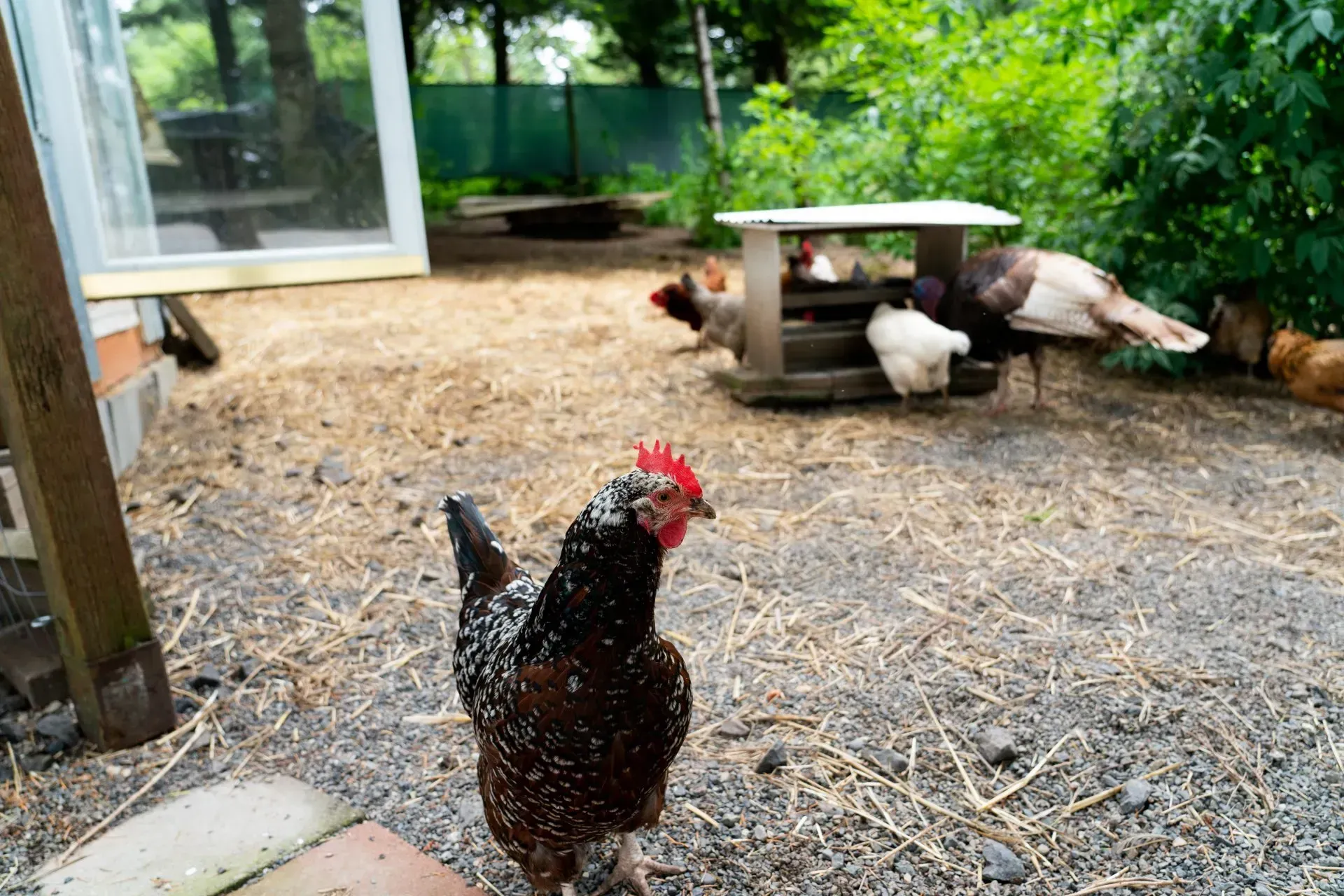 A speckled rooster stands in a dirt enclosure with chickens near a wooden feeder. 