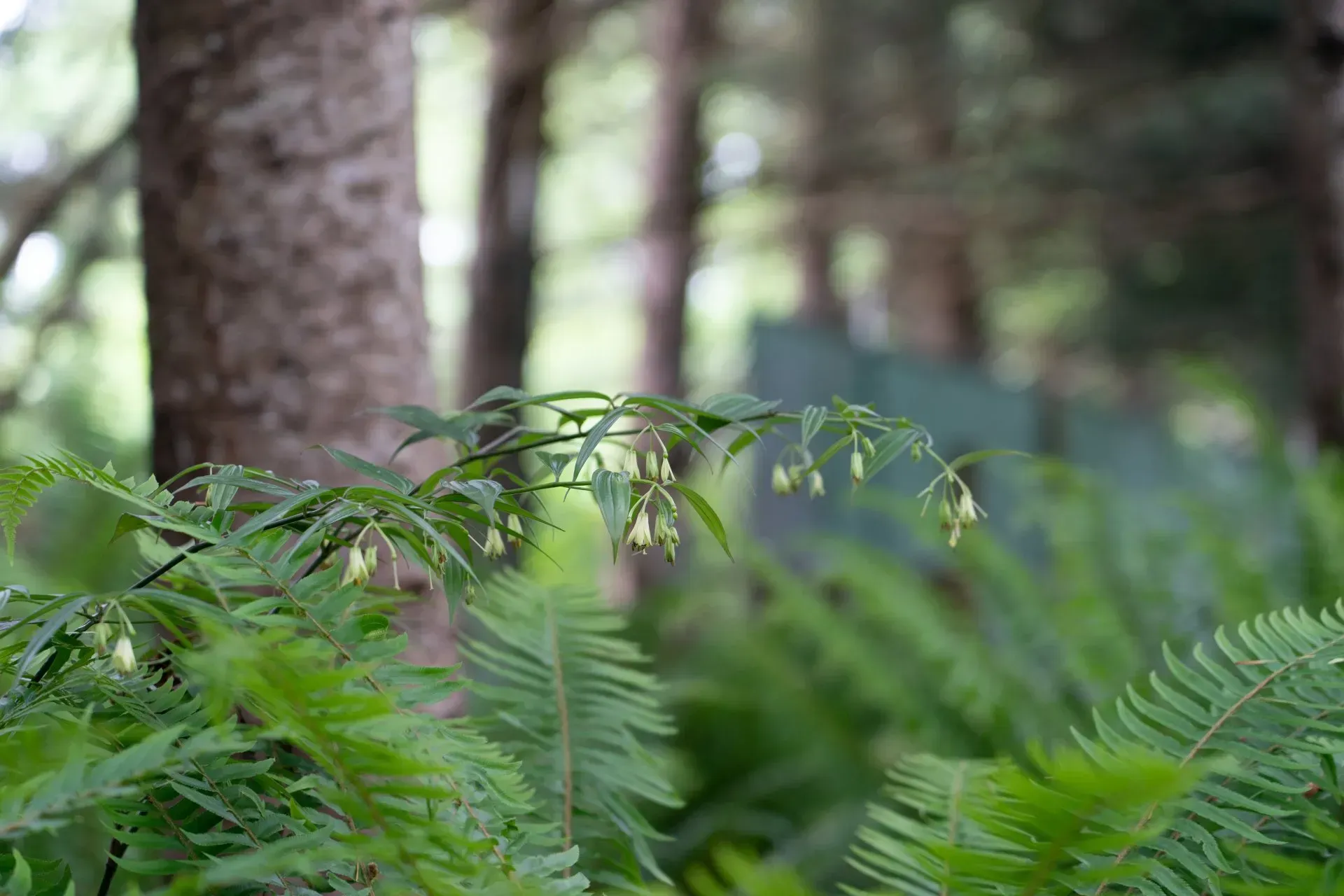 Green plants with small white flowers in a forest setting, ferns in the foreground, and blurred trees in the background.