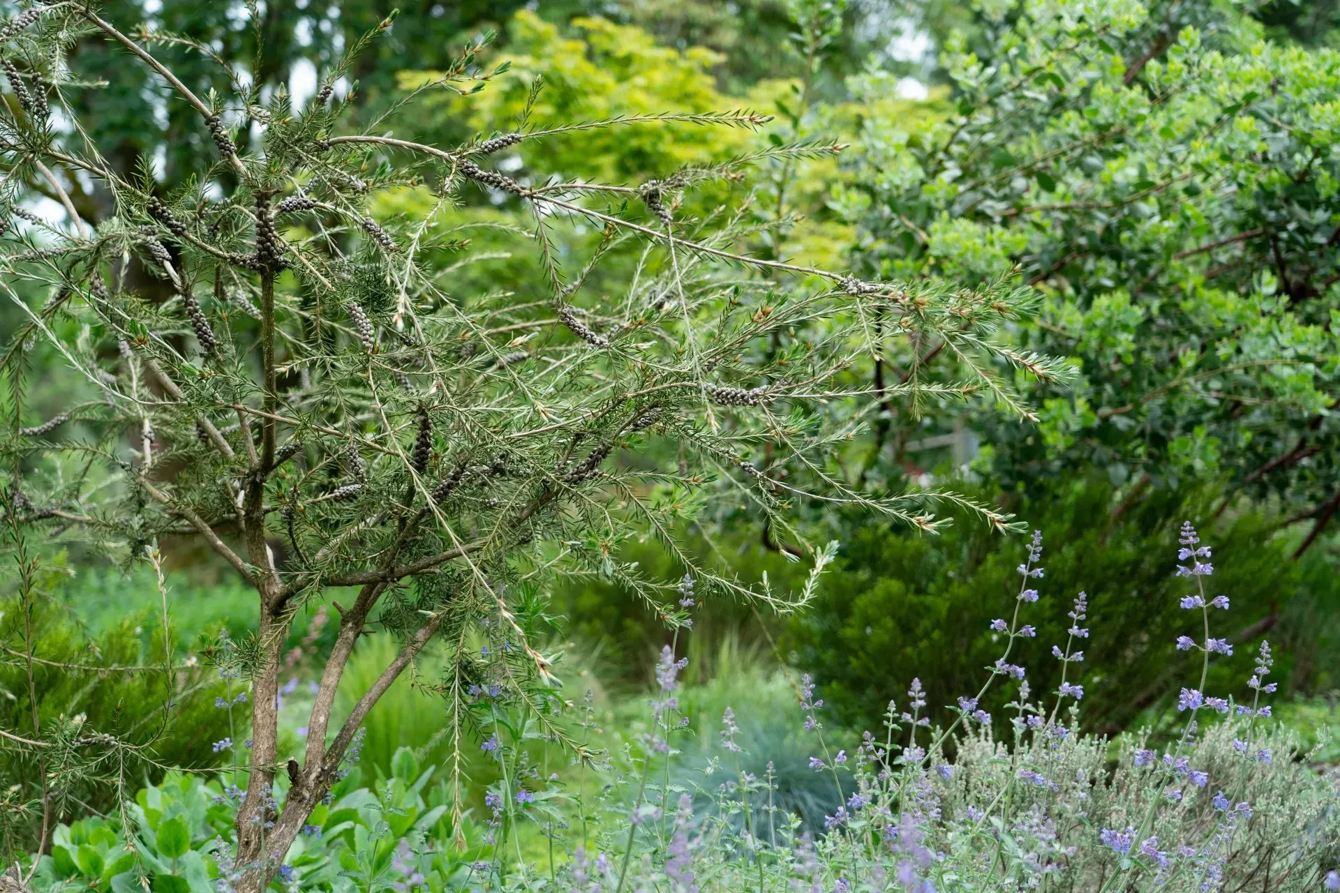 A garden scene with a bare-branched tree in the foreground and various green bushes and lavender flowers in the background.
