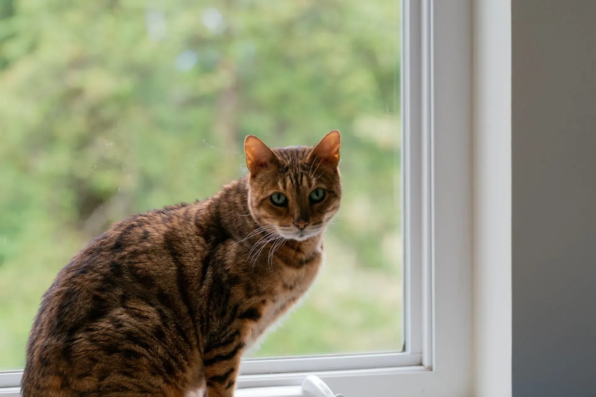 Brown tabby cat perched on a windowsill, looking toward the camera. Green trees visible through the window.