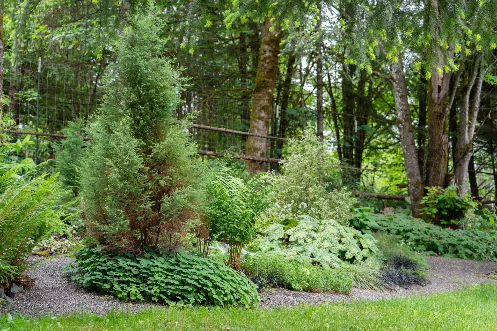A lush garden bed with various green plants and trees against a wooded background; a grassy lawn in the foreground.