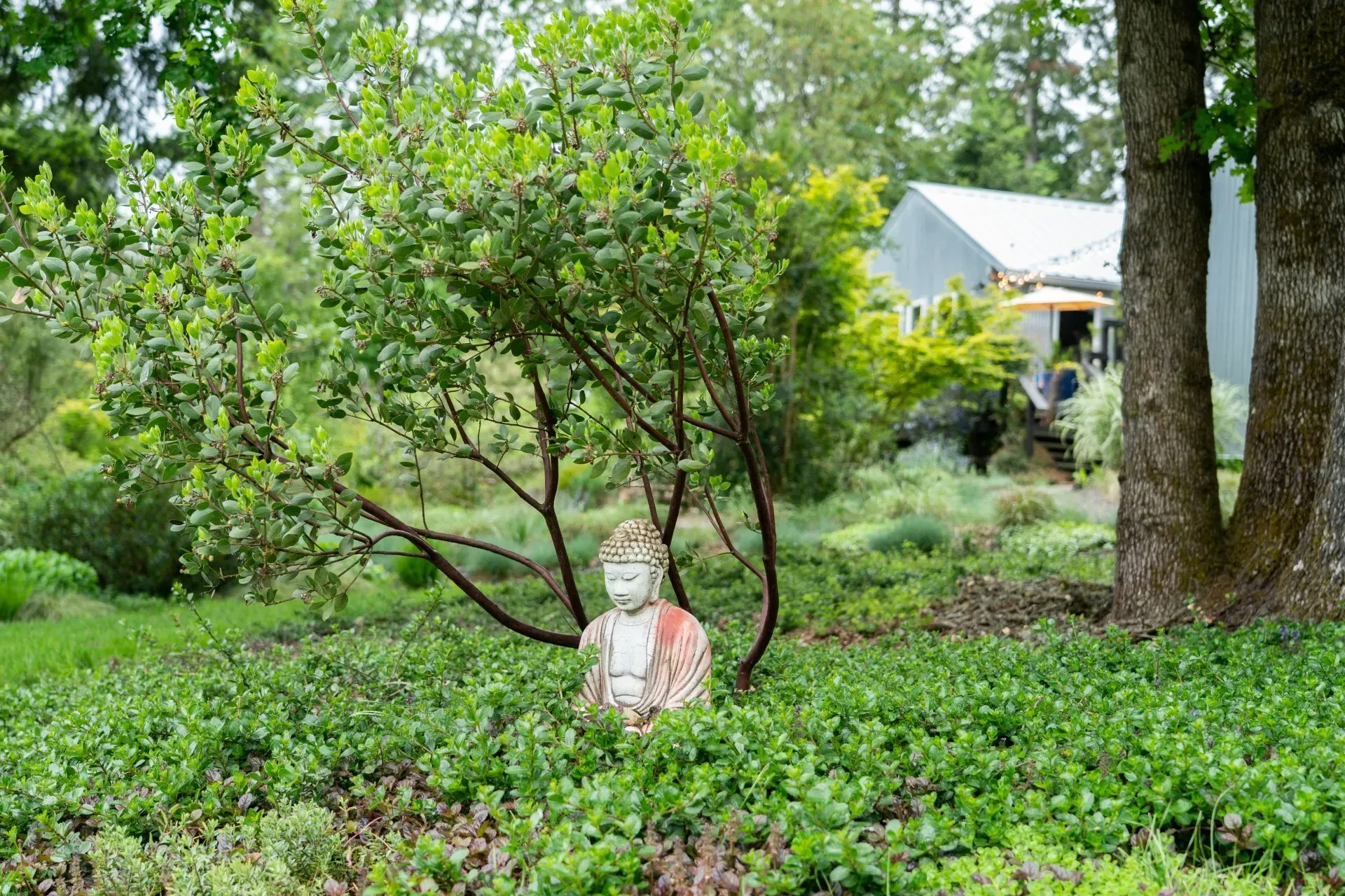 A weathered Buddha statue sits among green bushes in a garden, with a house visible in the background.