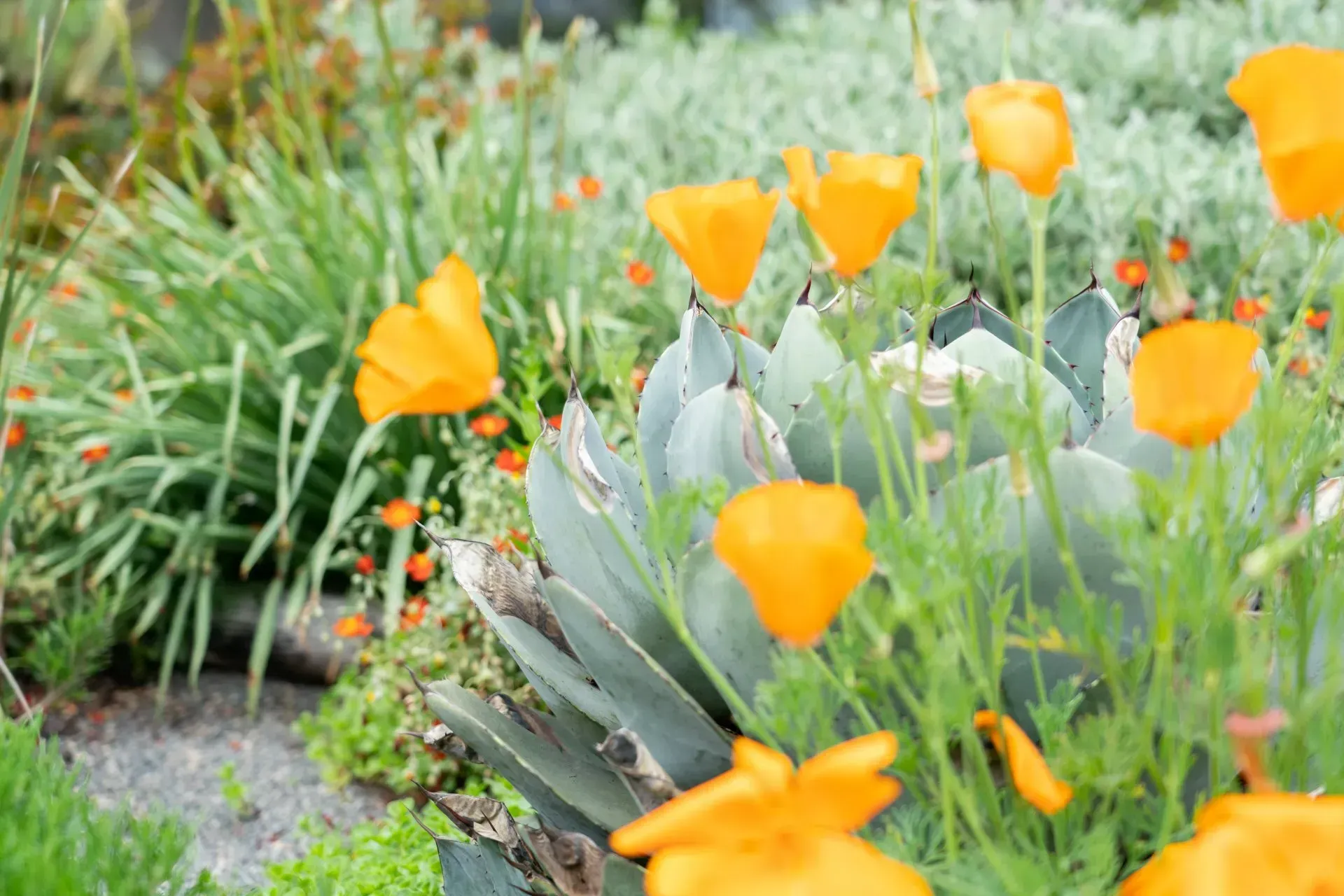 Orange California poppies blooming in a garden with blue-green agave and other greenery.
