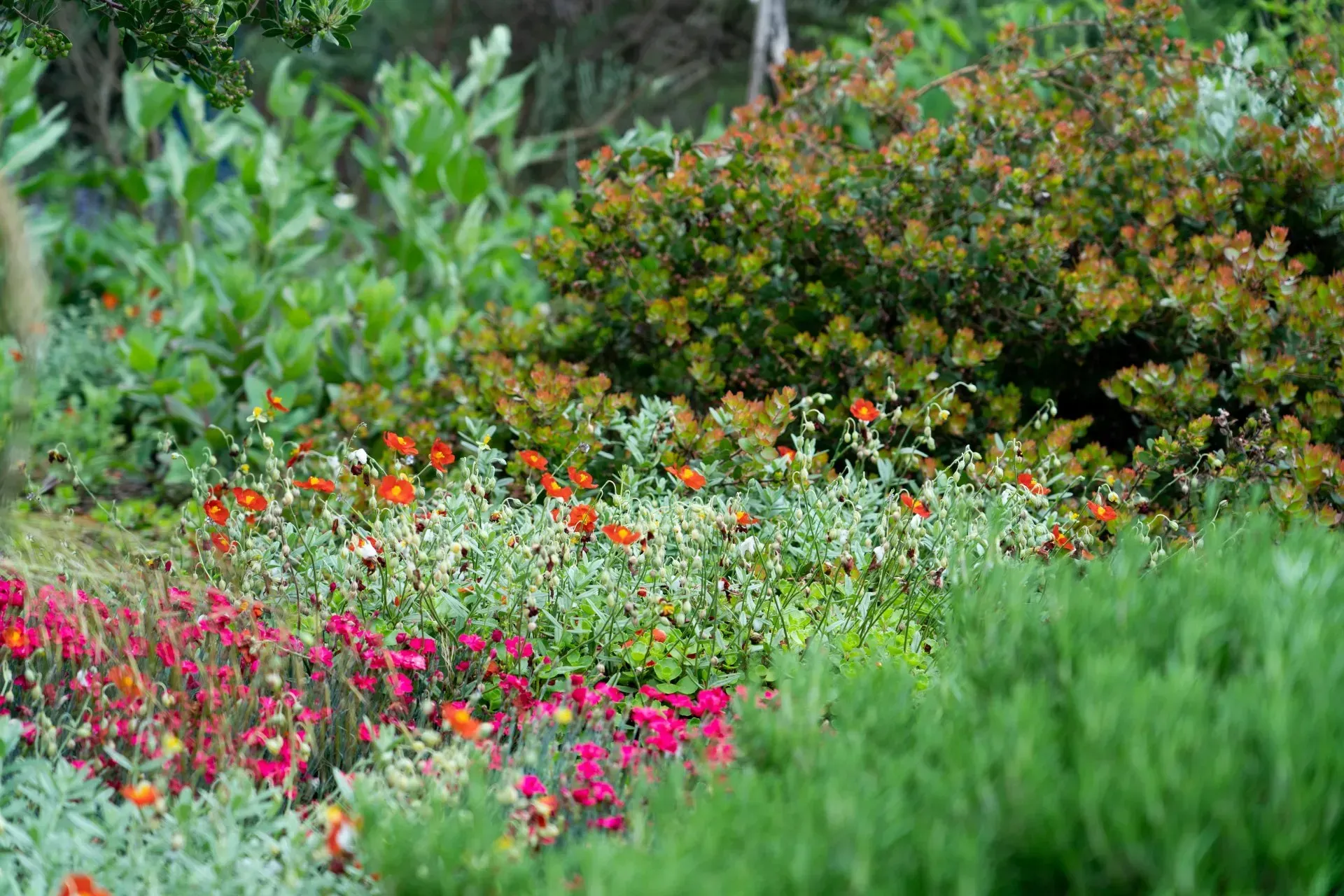 Colorful garden bed with red, orange, and pink flowers, surrounded by lush green foliage and shrubs.