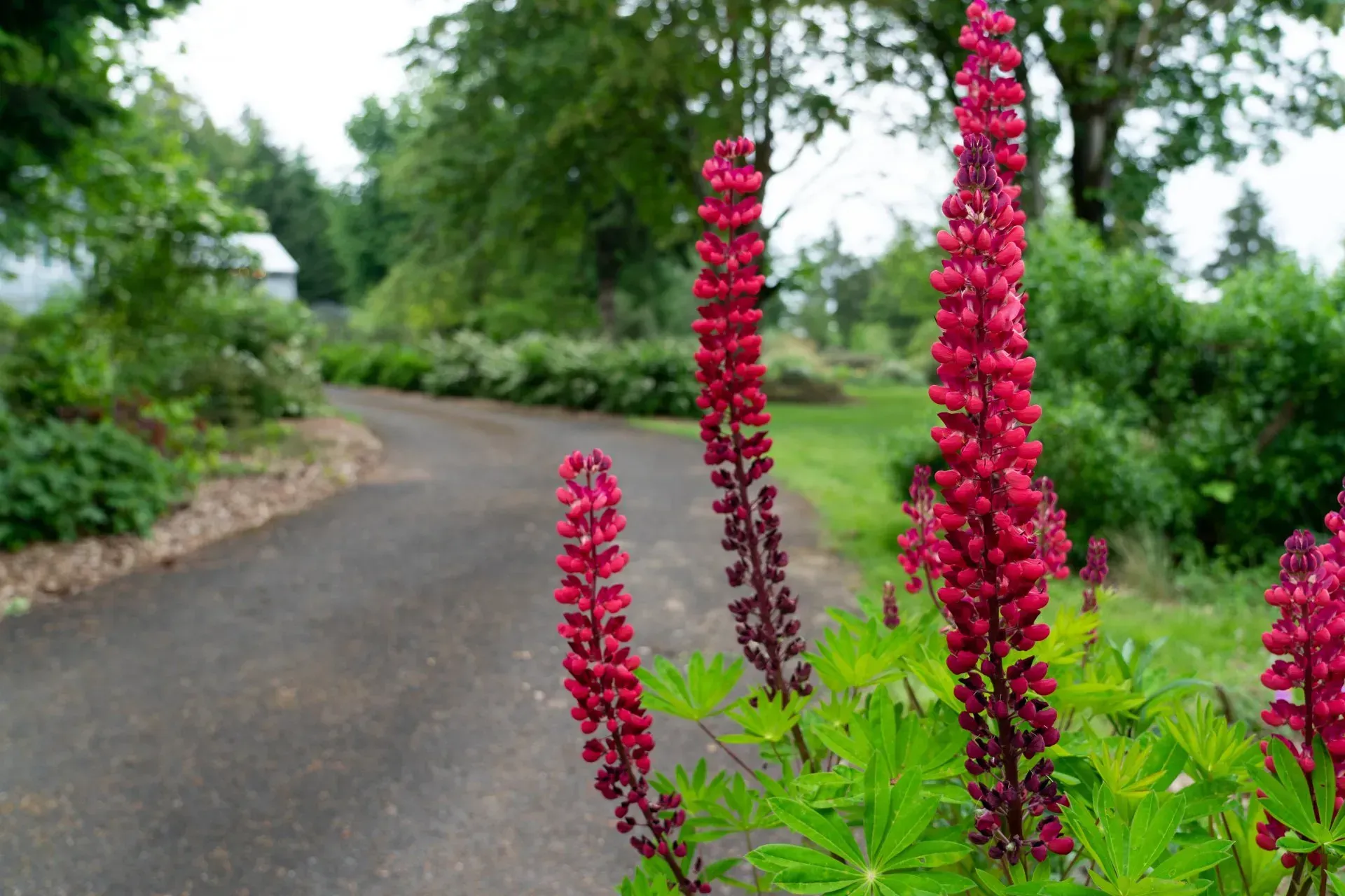 Red lupine flowers bloom near a paved pathway, with a blurred background of greenery and a distant house.