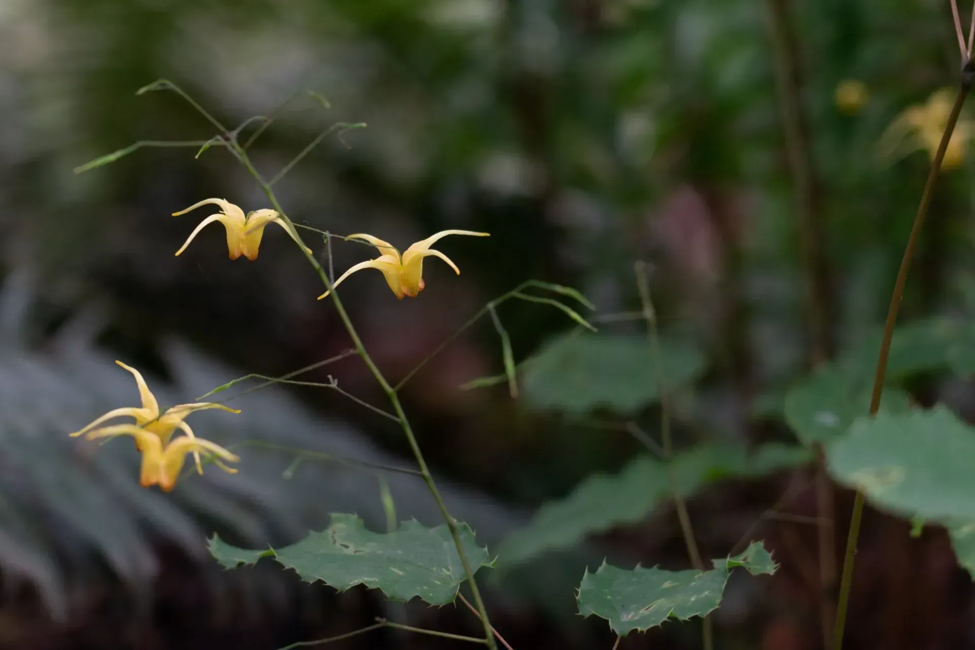 Yellow fairy flowers blooming on delicate stems against a blurred green background.