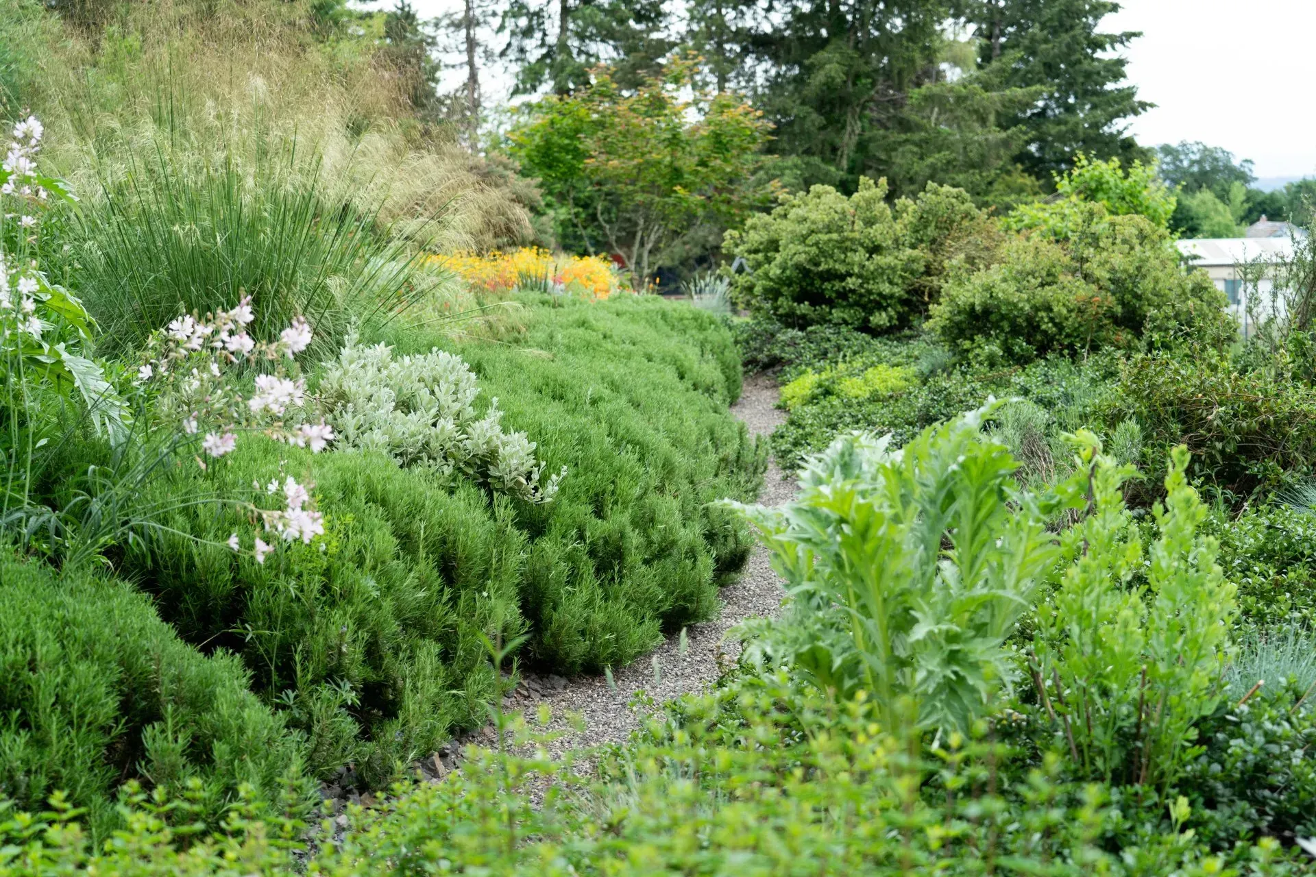 A lush, green garden with a gravel path winding through various plants and shrubs.