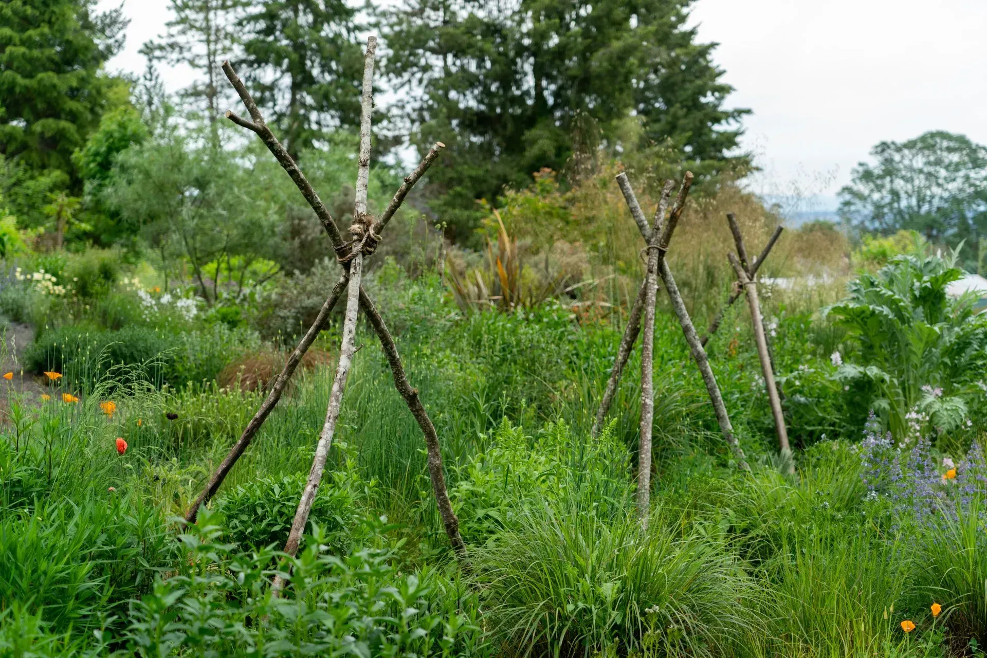 Wooden tripod supports in a lush garden, likely to support climbing plants. 