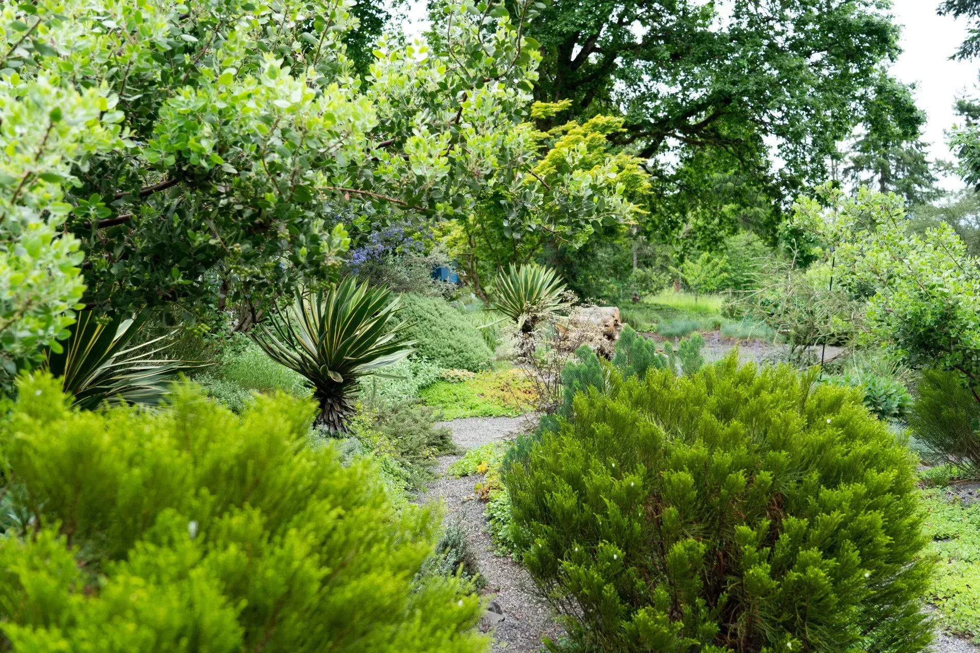 Lush green garden scene with various plants and trees, including yucca, and a rock feature, under an overcast sky.