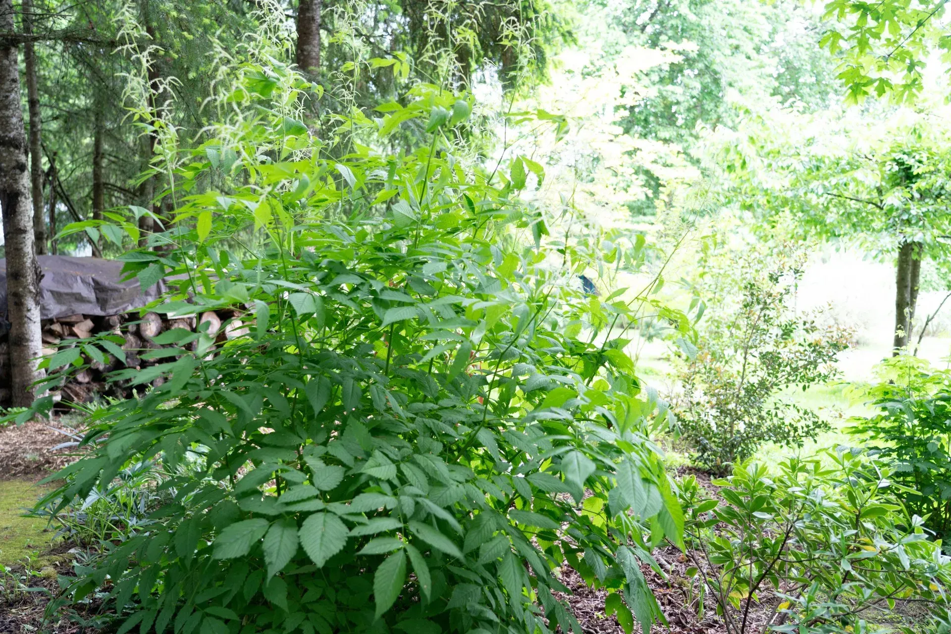Lush green shrub with compound leaves in a garden setting, sunlight dappling the foliage.