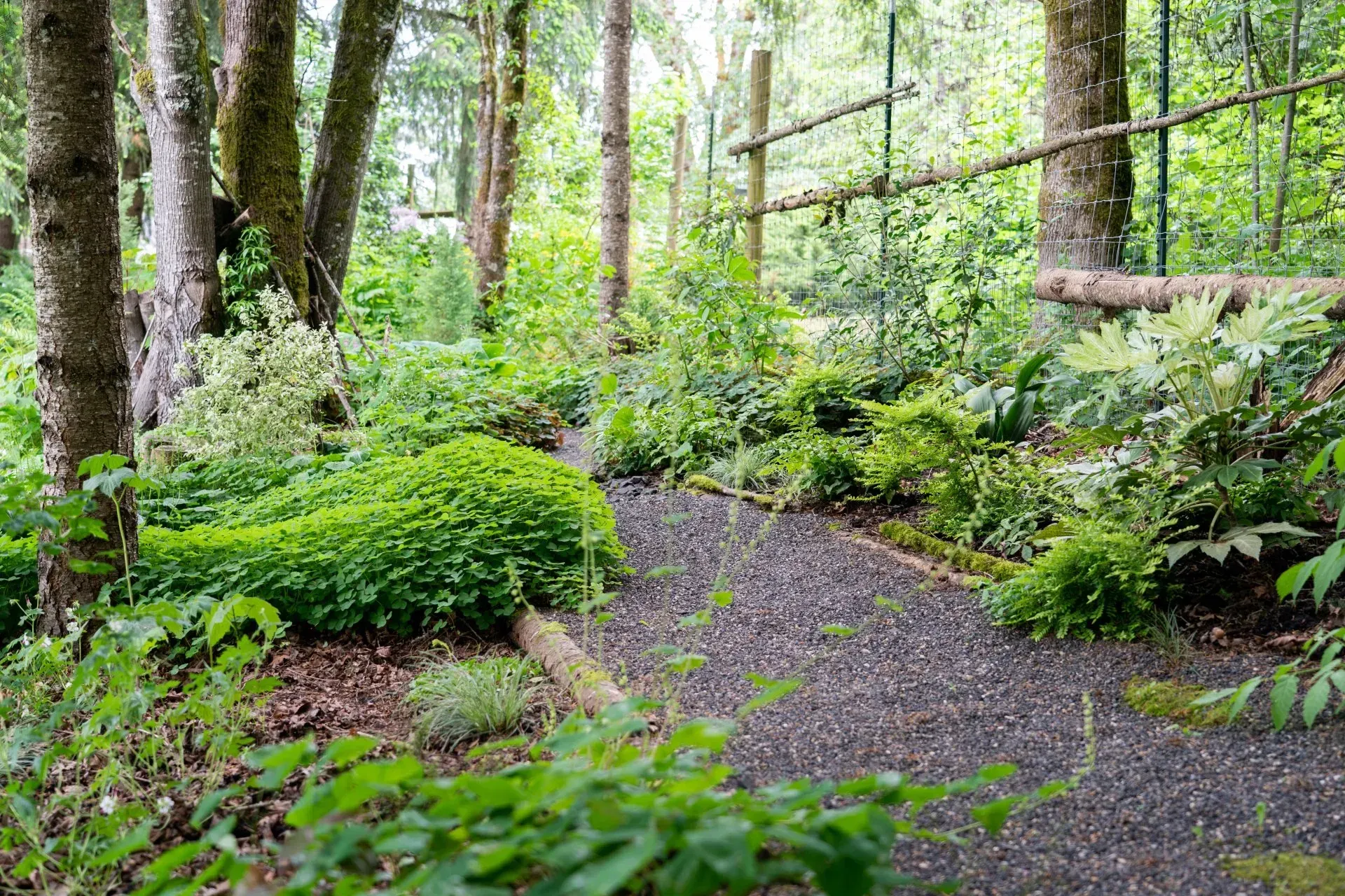 A gravel path winds through a lush green garden, bordered by trees and vegetation.