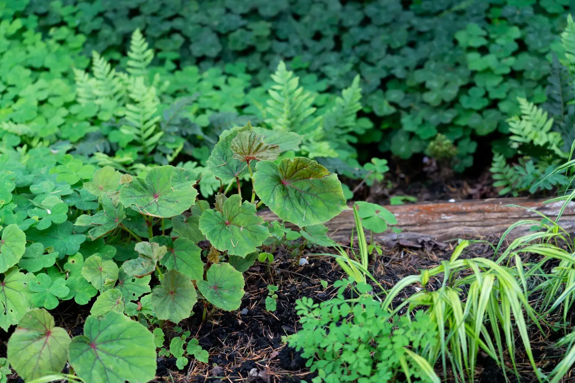 Lush green garden bed with various foliage types, including round-leafed plants, ferns, and ground cover.