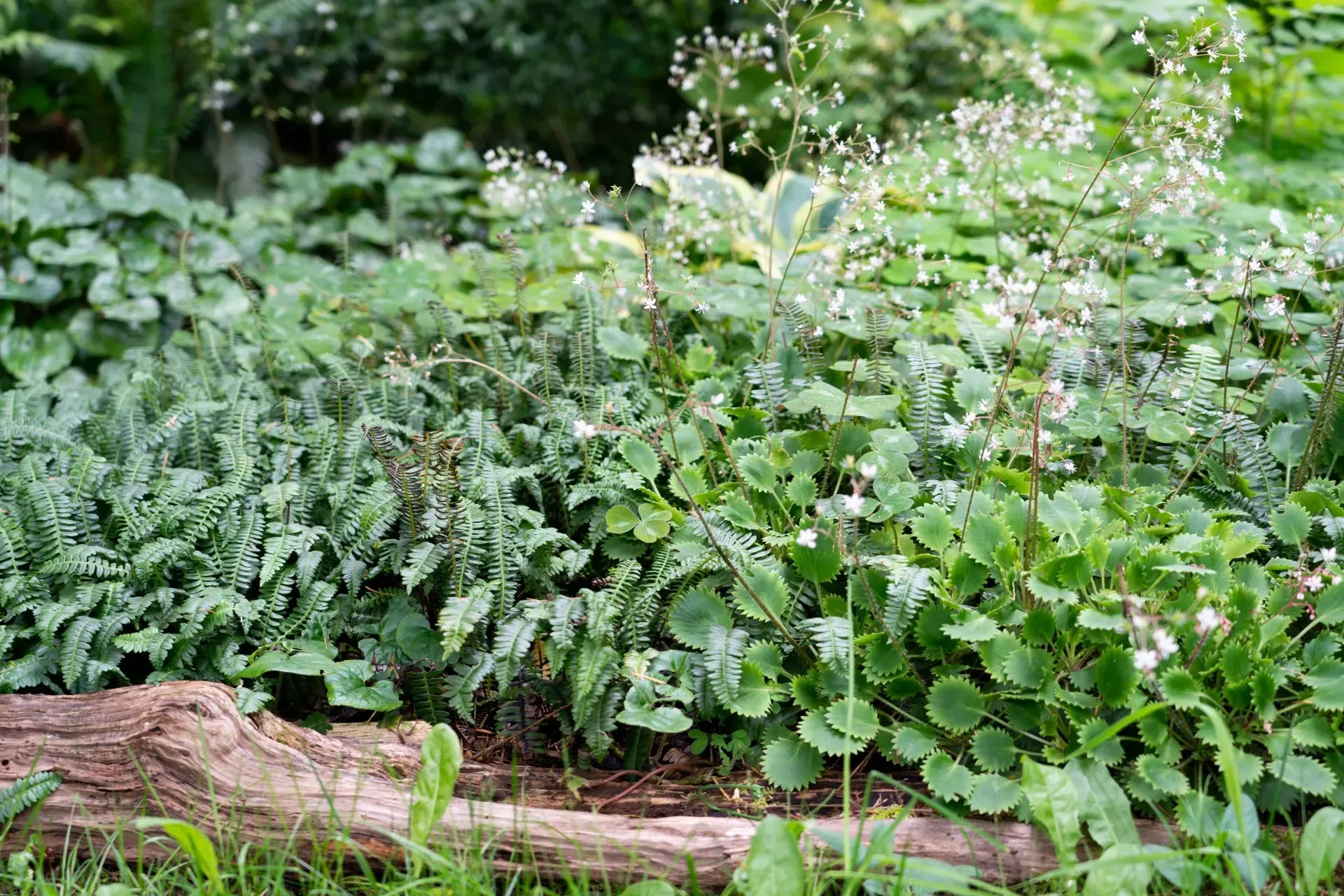 Lush garden bed with varying shades of green foliage and small white flowers, a log in the foreground.