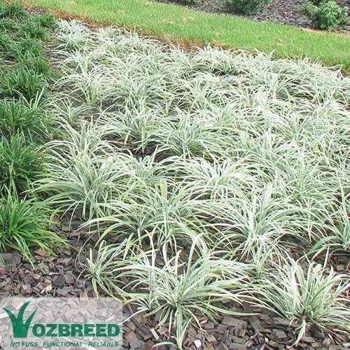 A bed of variegated Mondo grass with green and white blades, mulched with dark wood chips, in a garden setting.