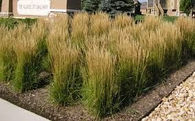 Tall ornamental grass with tan seed heads and green blades growing in a landscaped bed with brown mulch, next to a sidewalk.