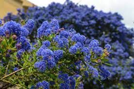 Blue ceanothus shrub in full bloom, displaying vibrant, clustered flowers.
