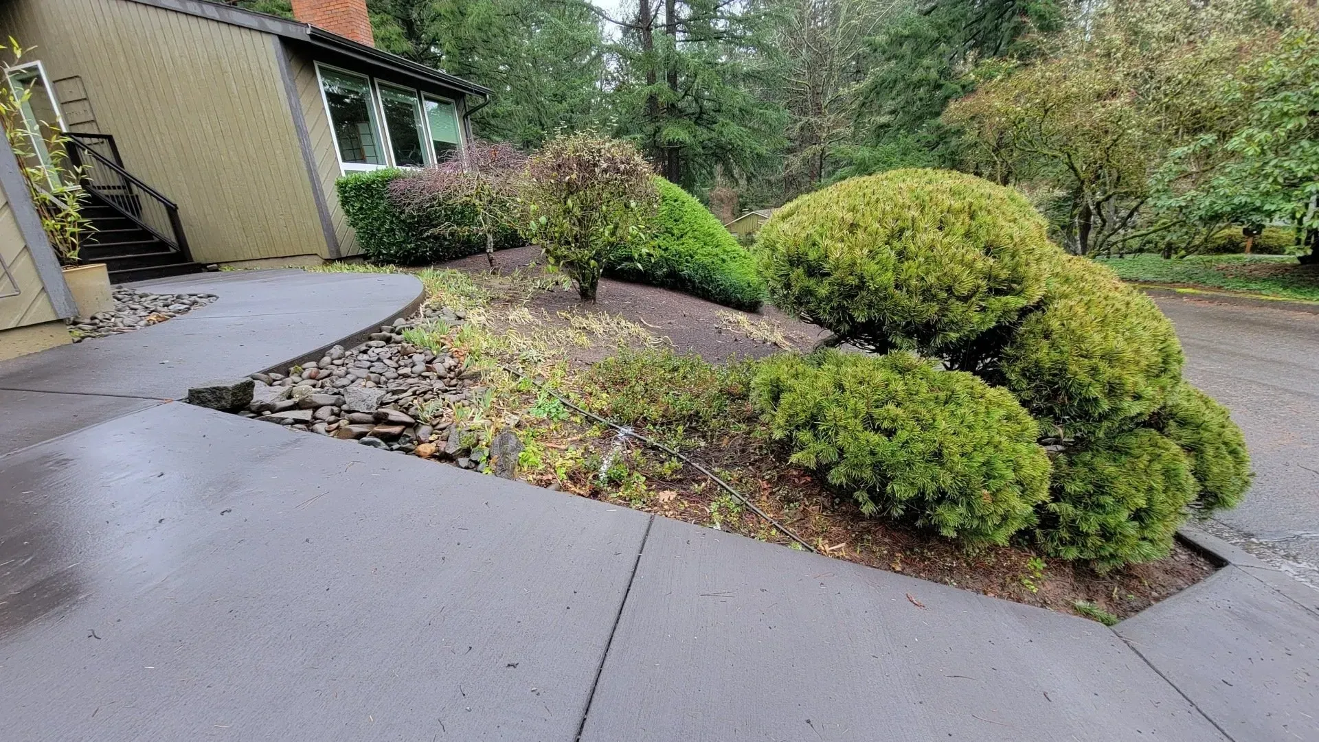 Cement driveway with a triangular garden bed featuring evergreen shrubs, rocks, and exposed soil next to a house.