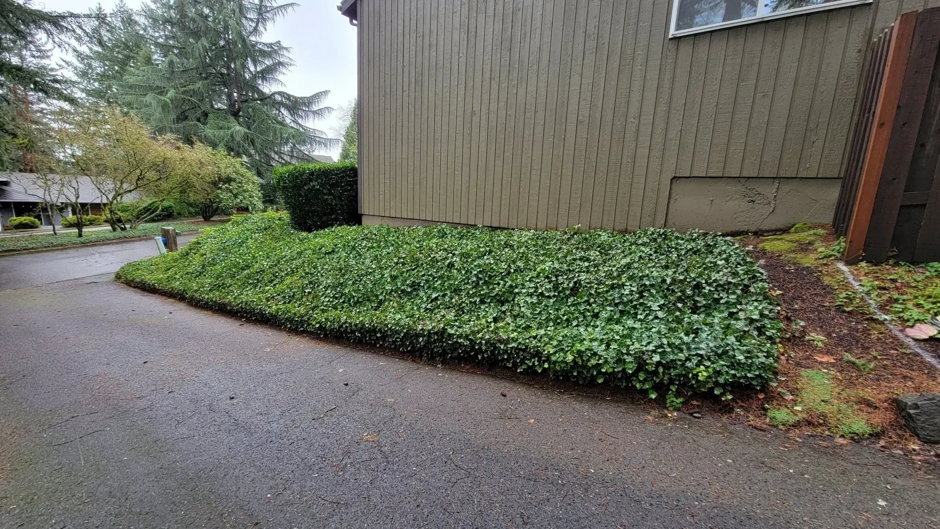 Green ground cover borders a building's side, next to a wet asphalt driveway.