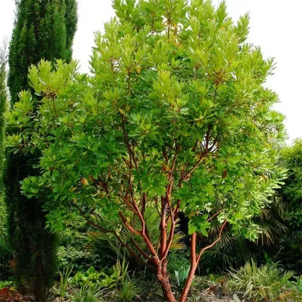 A small tree with red bark and bright green leaves stands in a garden setting.