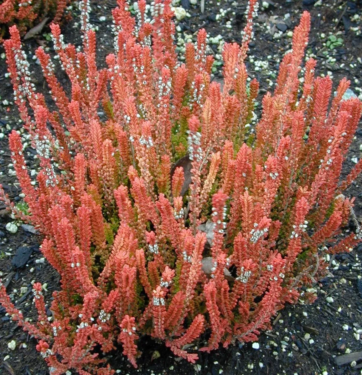 A vibrant red-orange heather plant with small white flowers, growing in dark soil.