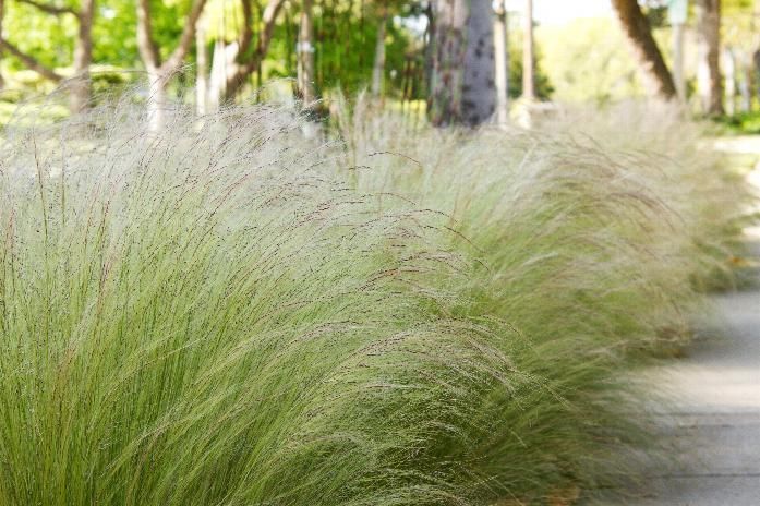 Row of fluffy, light green grass with feathery plumes. Blurred background of trees and a walkway.