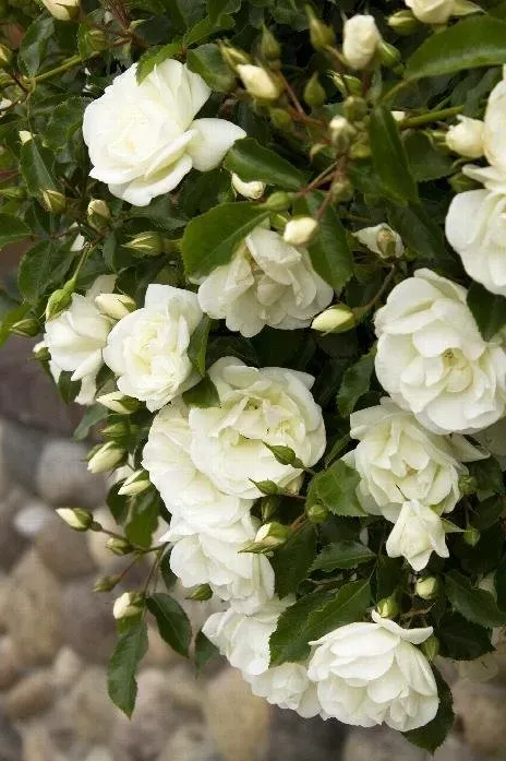 White roses bloom profusely on a bush with many buds. Green leaves and a blurred stone wall are in the background.