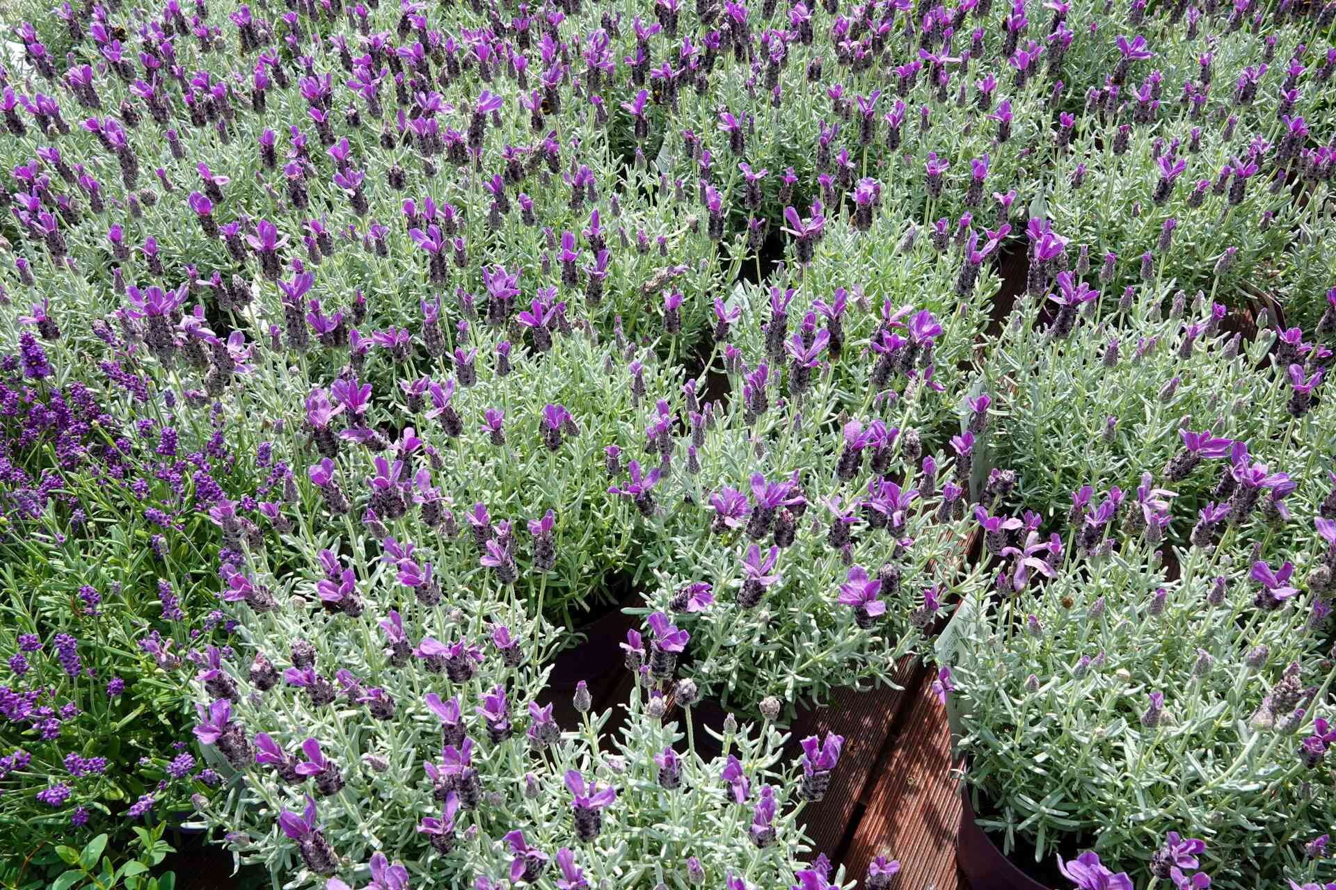 Field of purple and green lavender plants in sunlight.