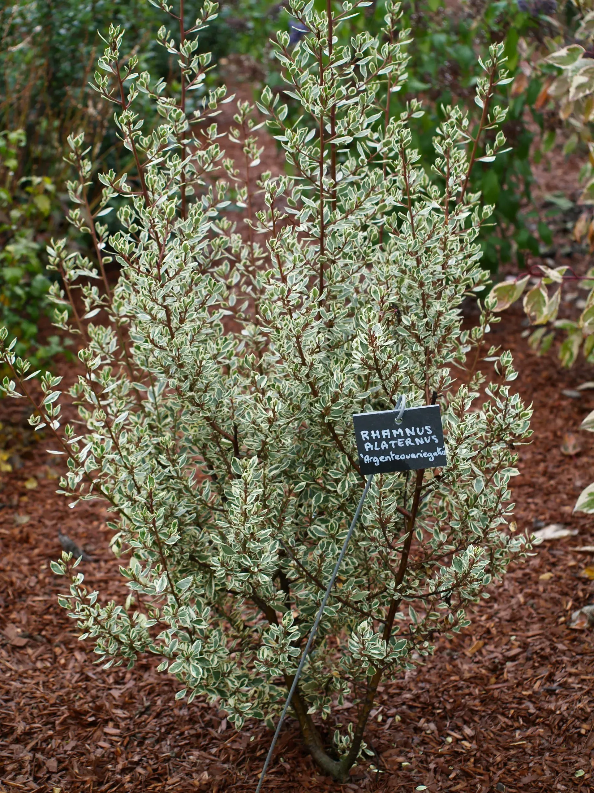 Variegated Euonymus shrub with green and white leaves growing in brown mulch, with a plant label.