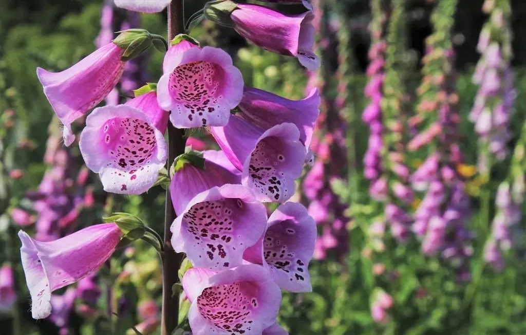 Close-up of pink foxglove flowers with dark speckles inside, growing in a garden setting.