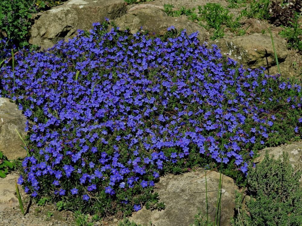 A dense cluster of vibrant blue flowers blooming in a rock garden setting.