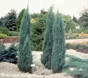 Two tall, slender, blue-green conifer trees in a garden setting.
