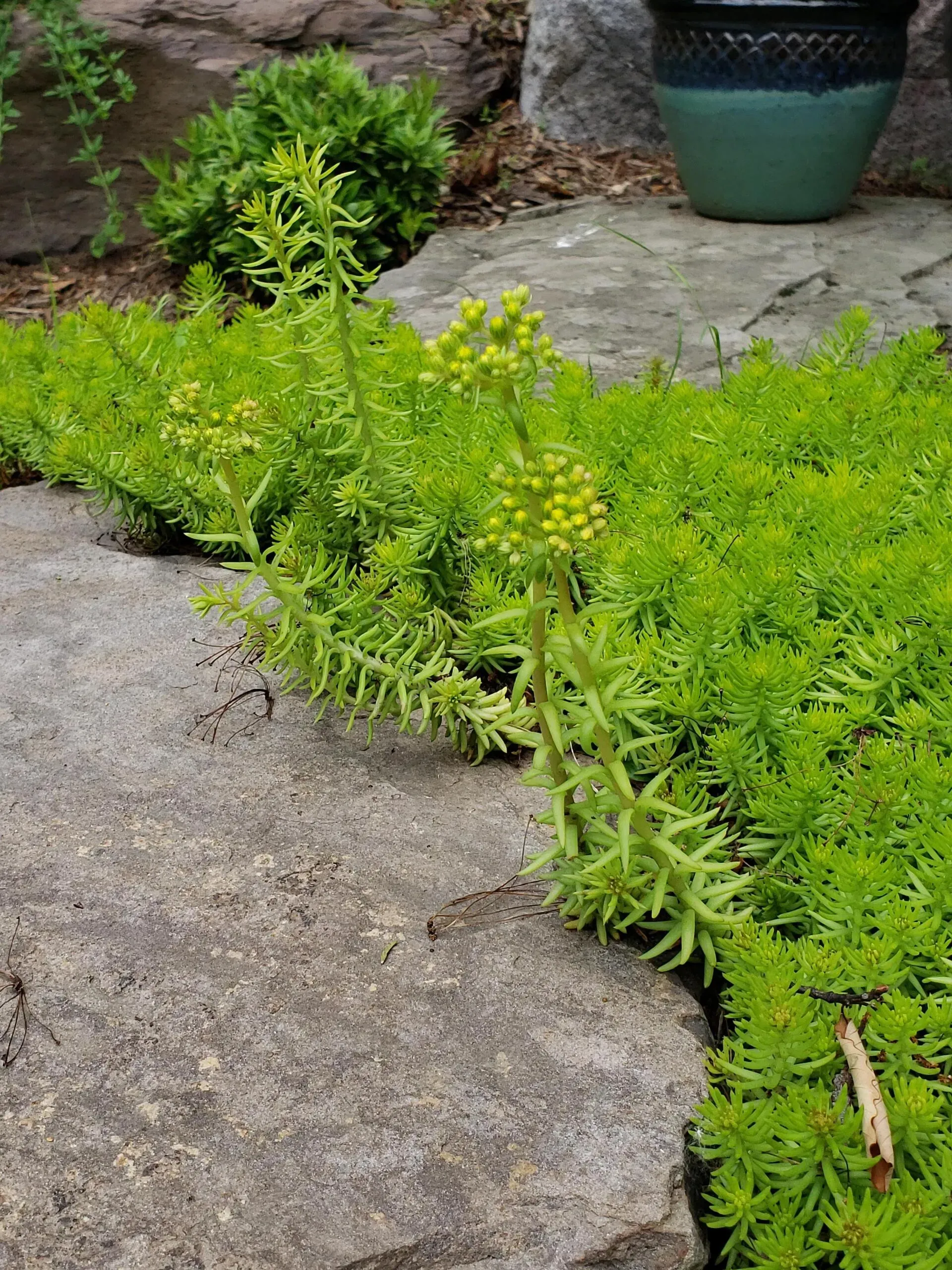 Green sedum ground cover growing along a stone path, with some plants having yellow flower buds.