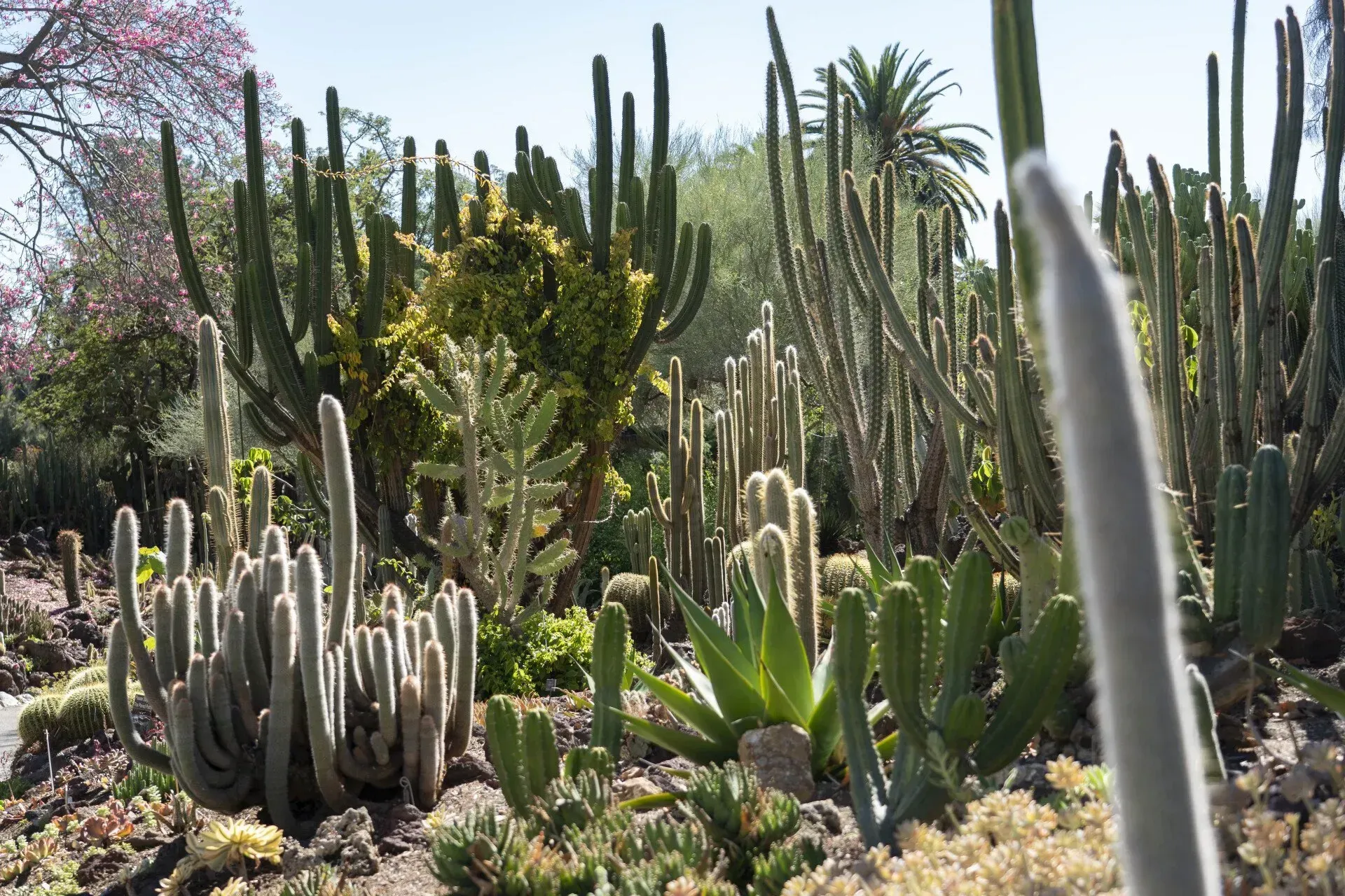 A diverse cactus garden with various shapes and sizes of cacti under a bright sky.