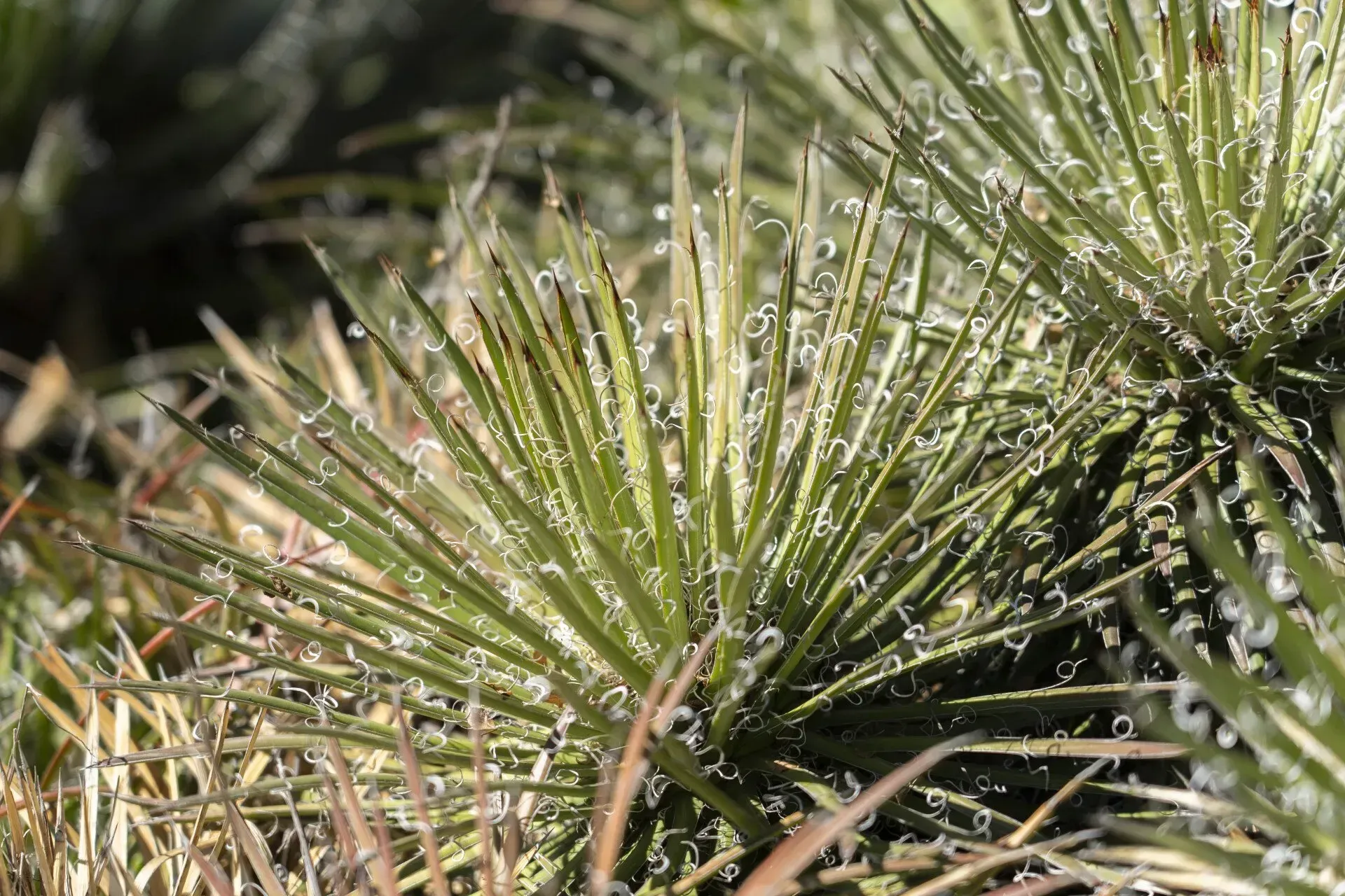 Spiky green plants with dew drops, in a natural outdoor setting.