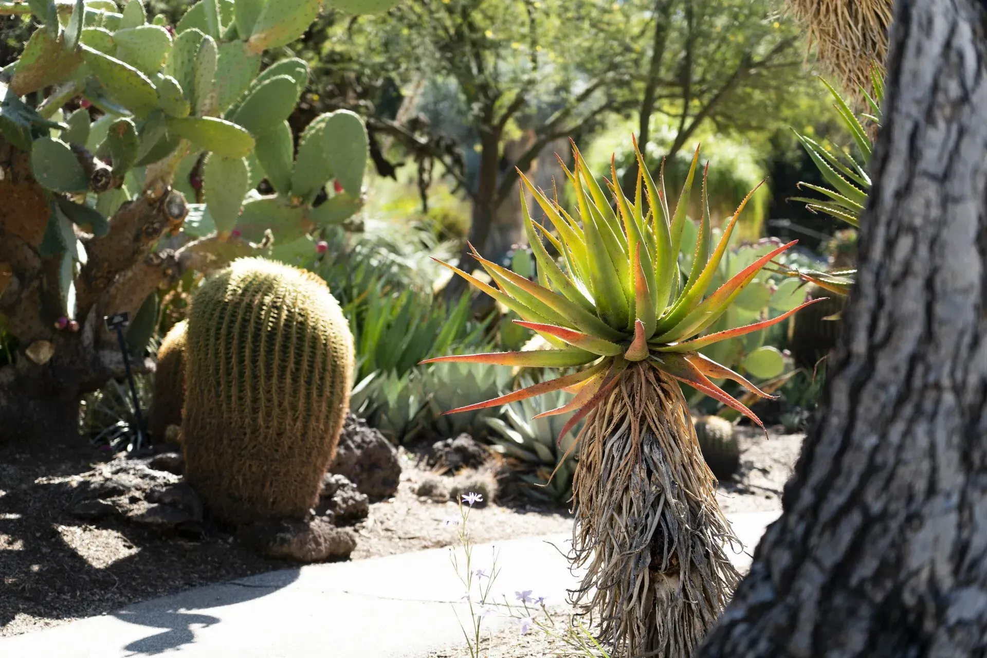 A sunny desert garden featuring various cacti, including a large, round cactus and a spiky aloe plant.