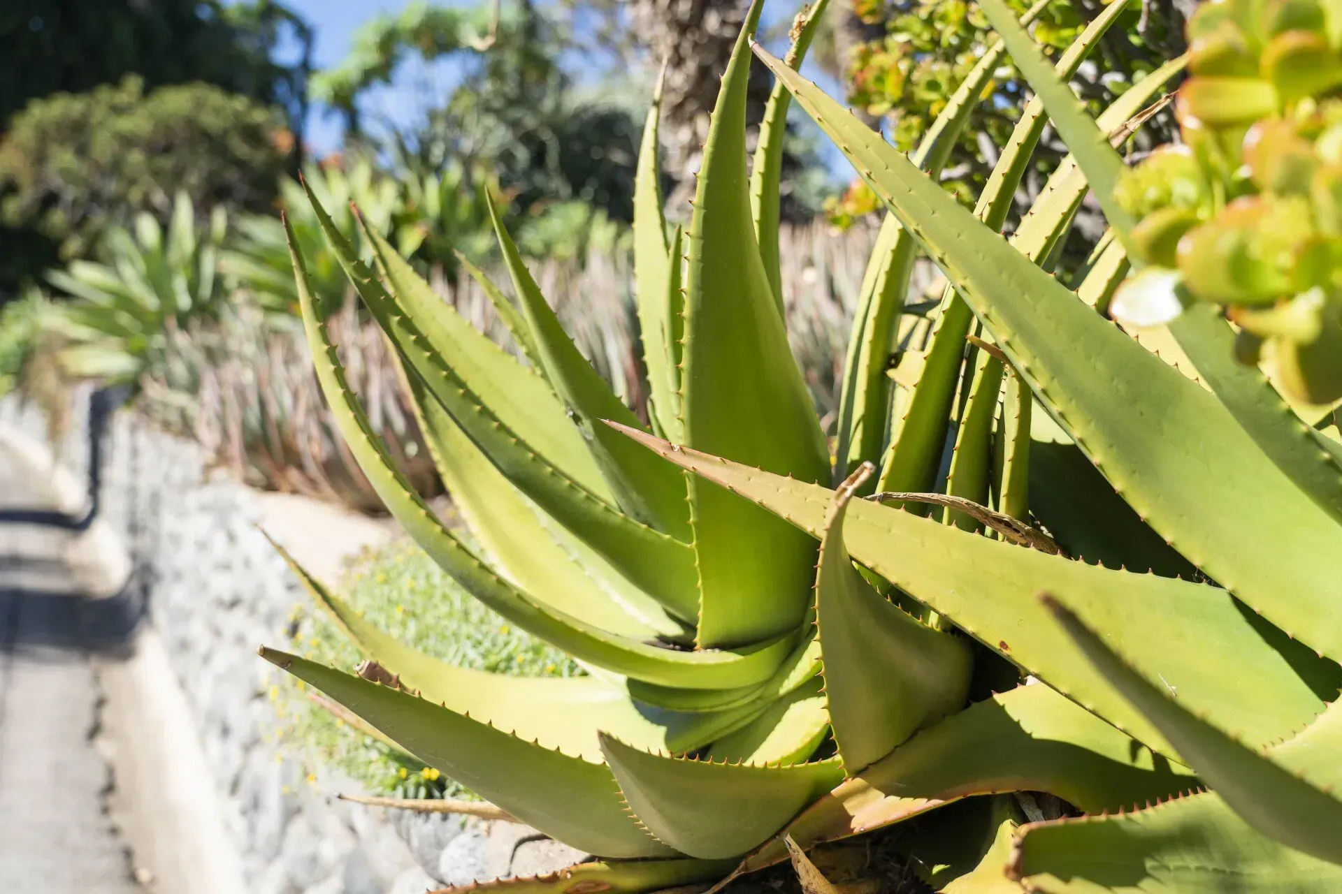 Aloe vera plant with thick, spiky green leaves growing outdoors next to a curb.