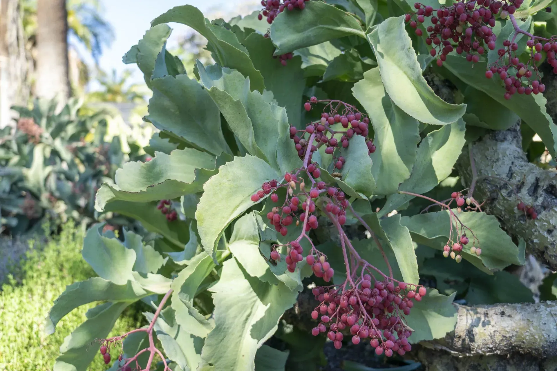 Green, scalloped leaves and clusters of small, dark red berries on a succulent plant growing near a stone structure.