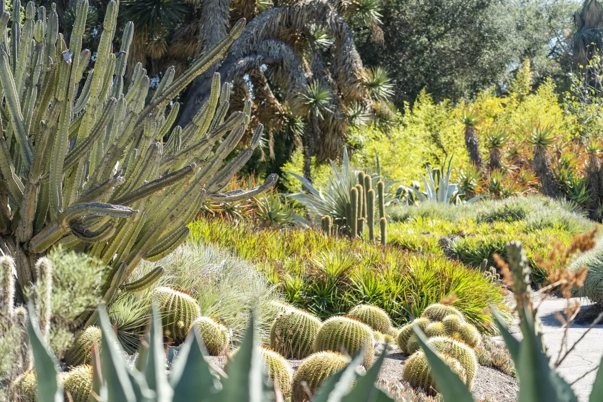 Desert garden scene with a variety of cacti and succulents in shades of green and tan, under sunny skies.