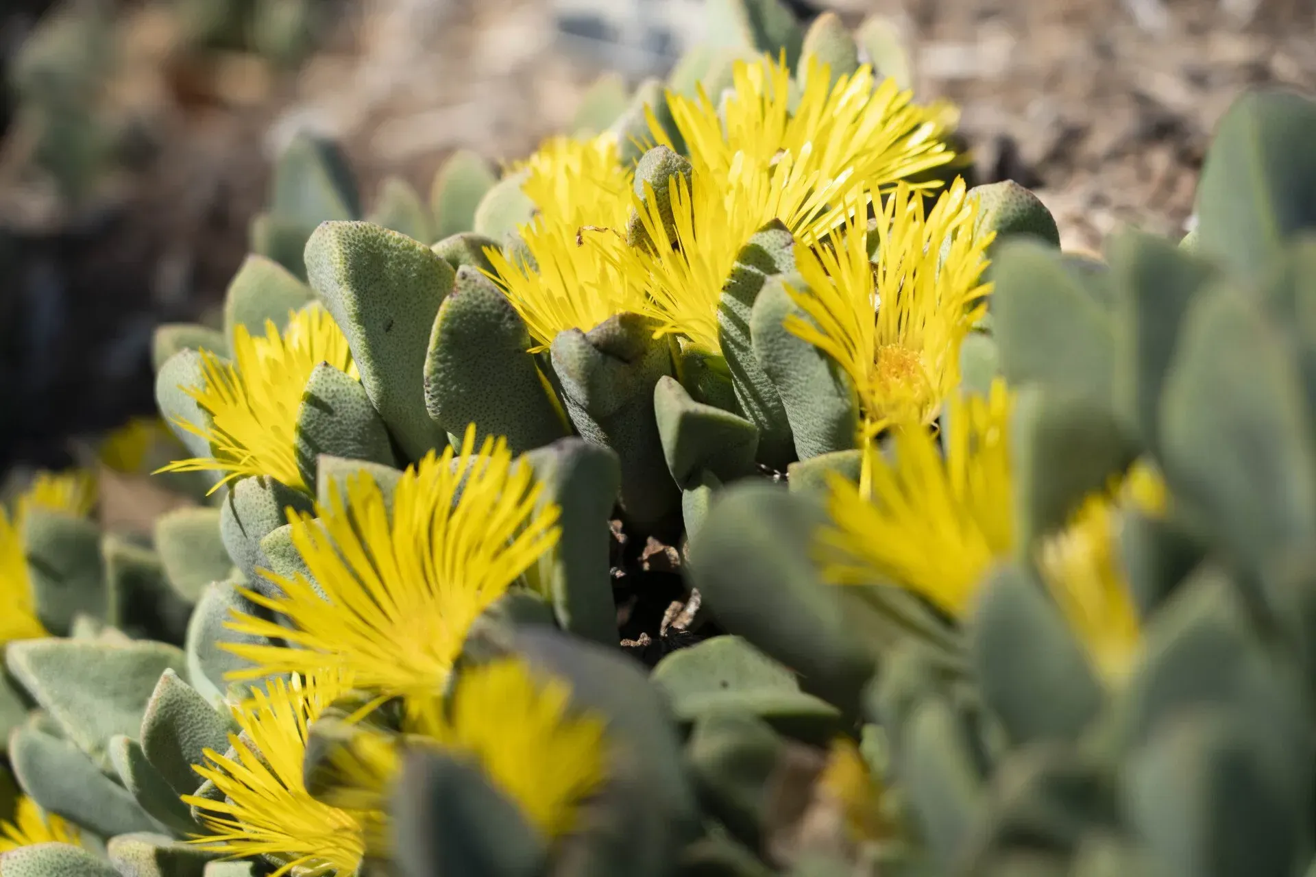 Yellow flowers bloom from a succulent plant with thick, gray-green leaves.