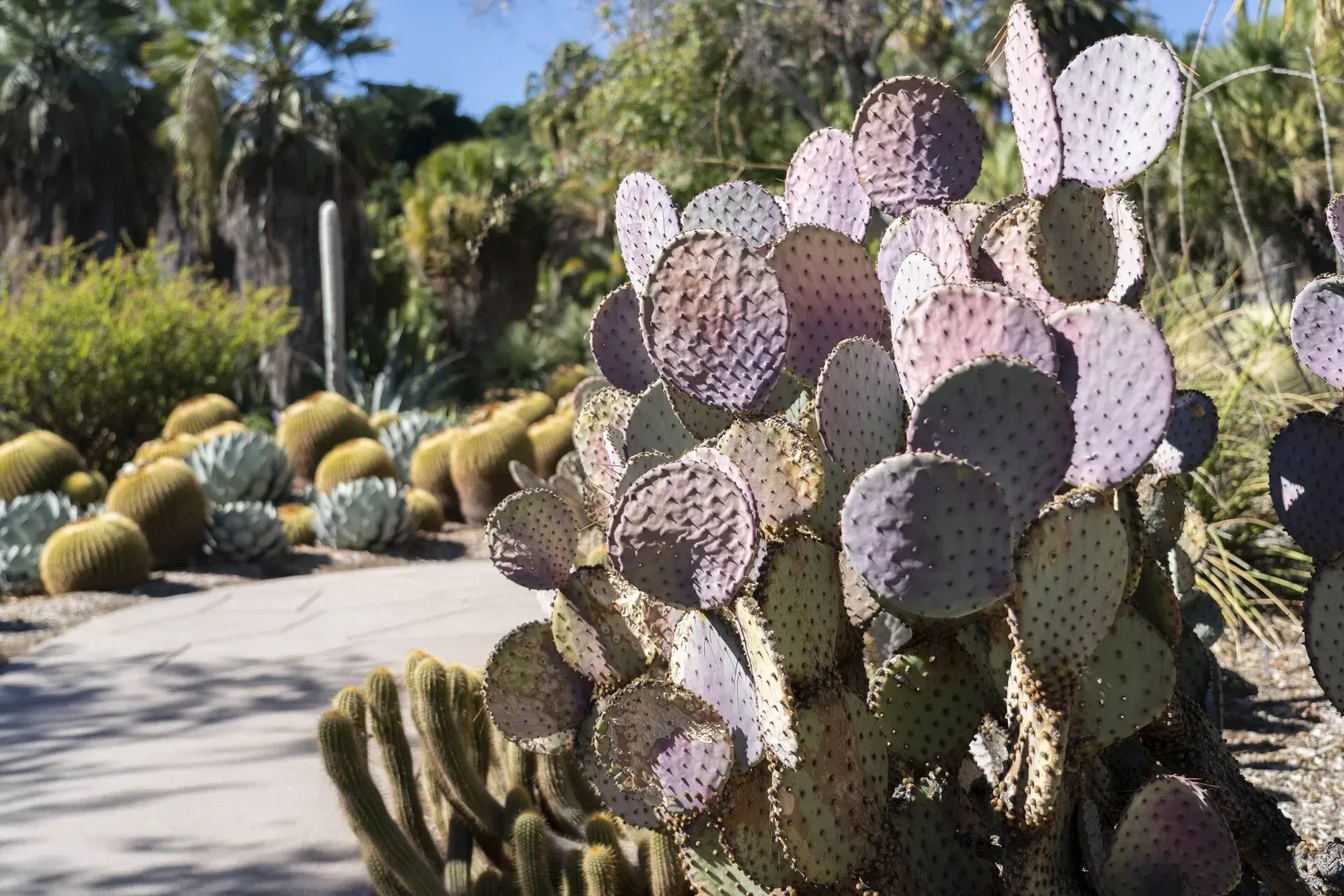 Purple prickly pear cactus in a botanical garden with various other cacti and a winding path under a sunny sky.