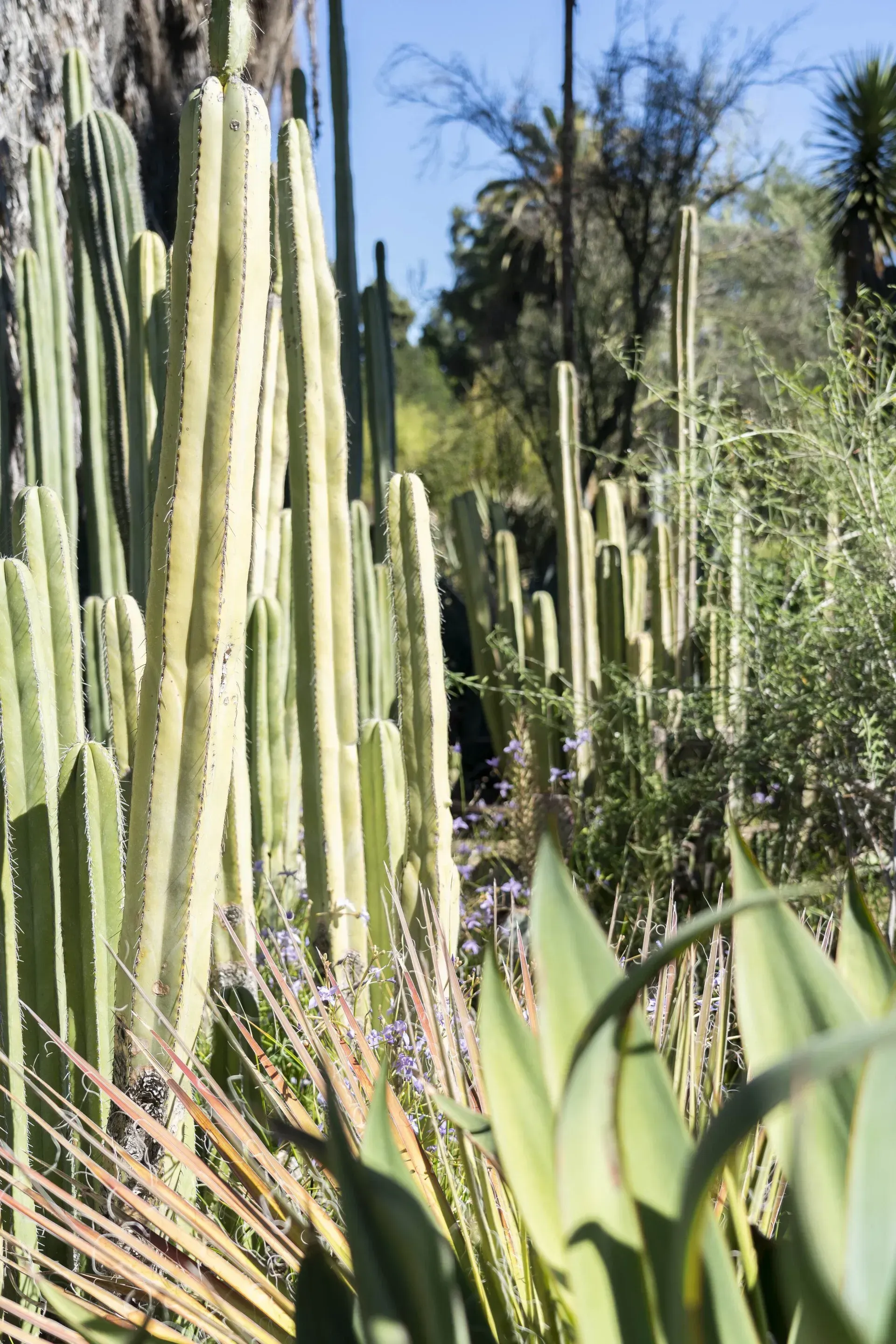 Tall, green columnar cacti dominate a sunny desert landscape with a few other plants visible.