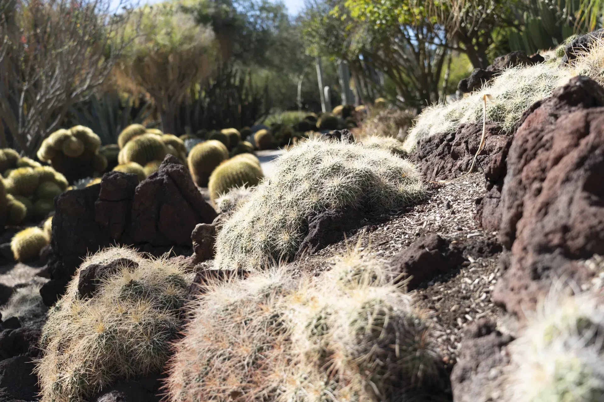 A desert garden with various cacti, rocks, and dry terrain. The scene is bathed in sunlight, suggesting a warm climate.