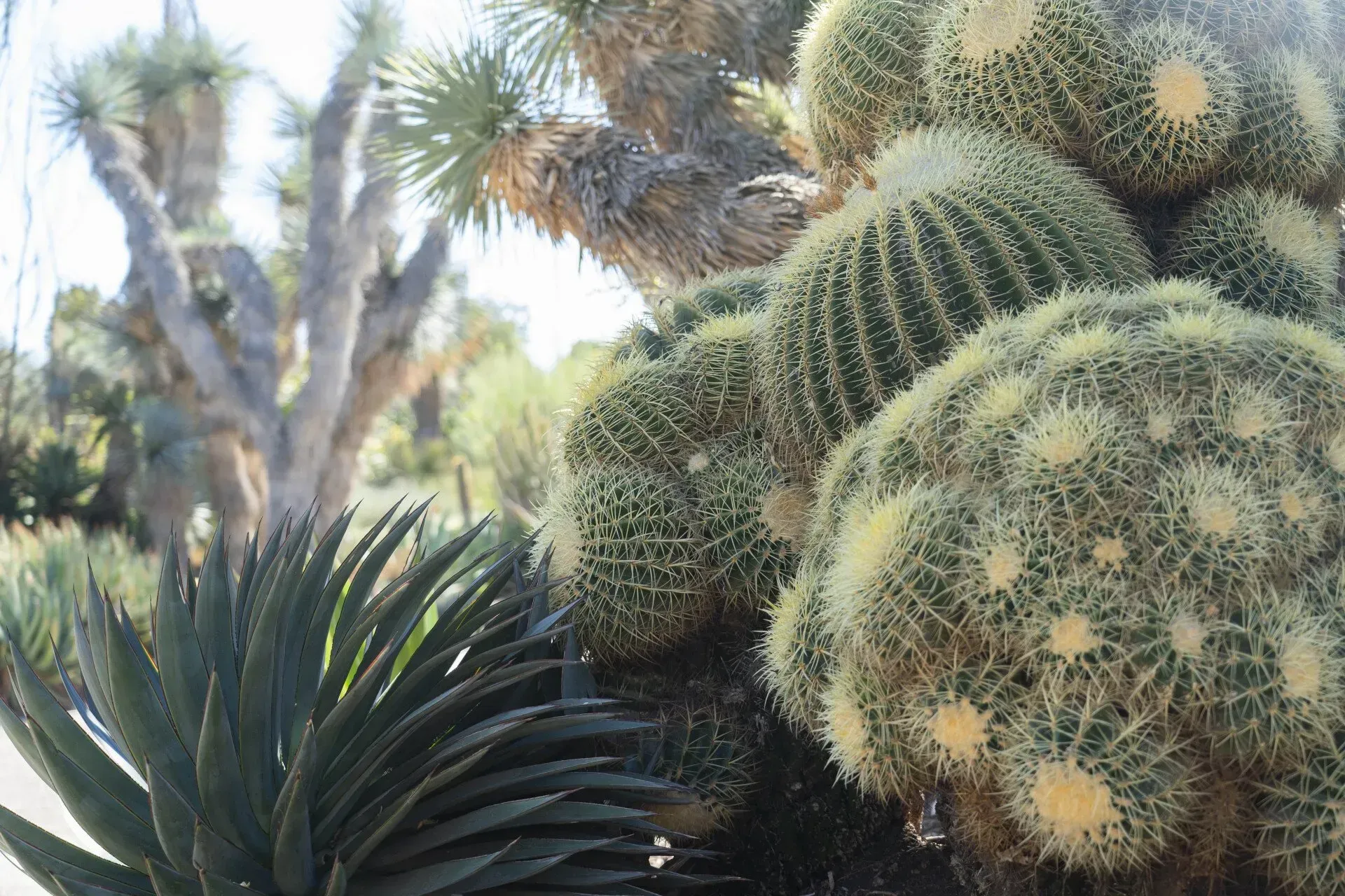 Close-up of a large golden barrel cactus with a spiky agave plant.