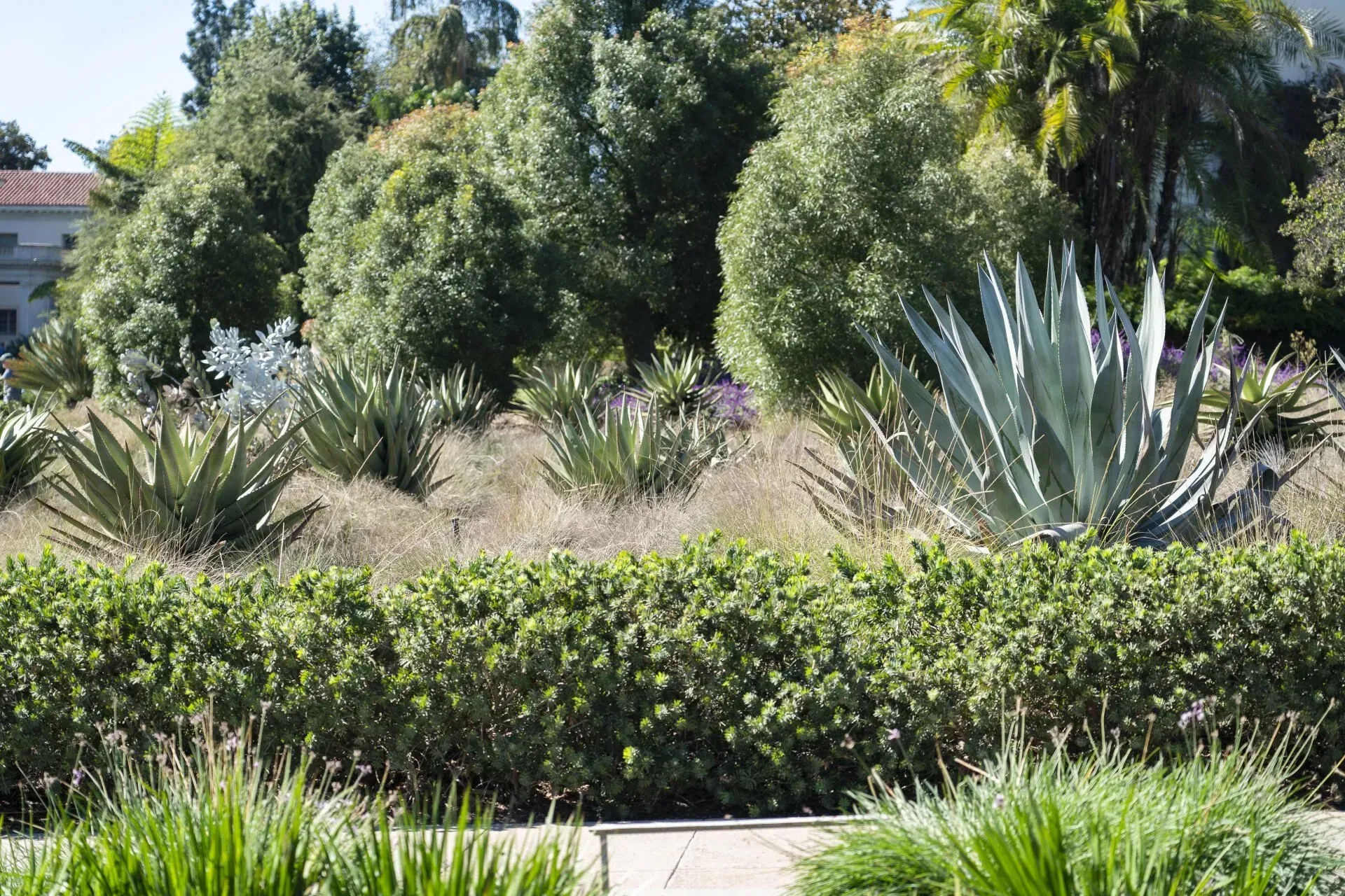 A sunny garden bed with agave plants, green shrubs, and various other plants.
