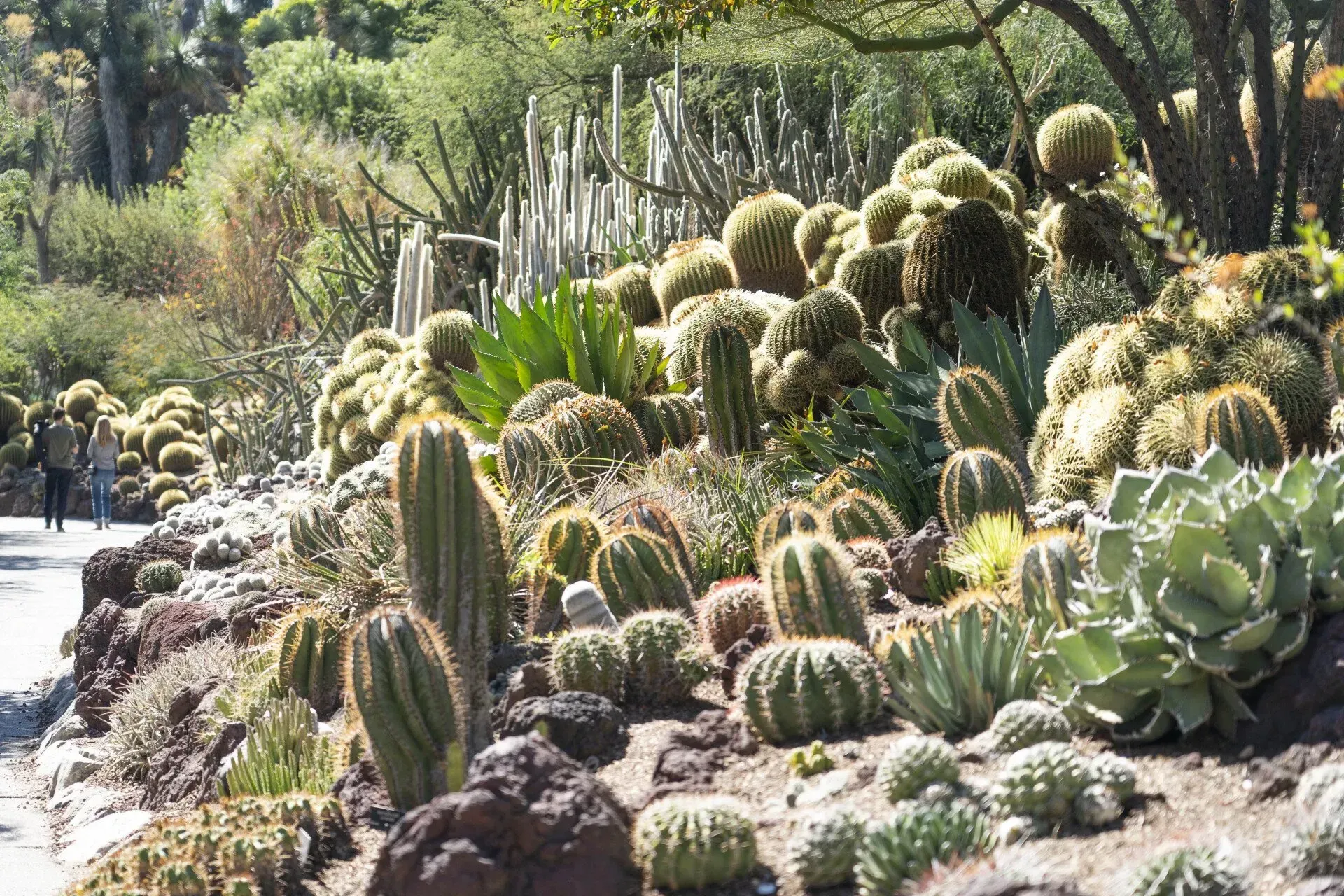 Cactus garden with various cacti and succulents on a rocky hillside, with a path and trees in the background.