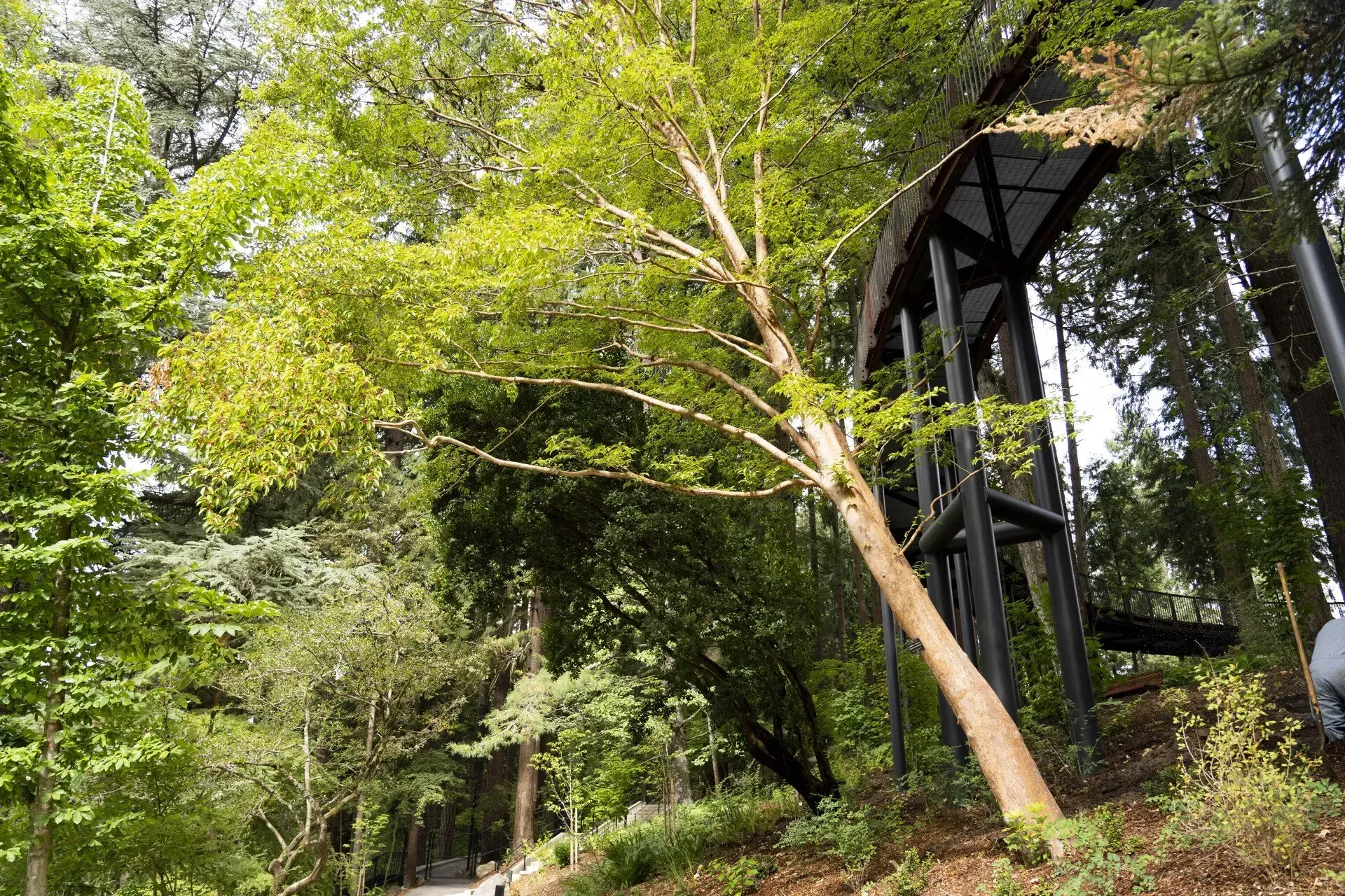 A tall wooden structure with platforms and steps is nestled amongst trees, suggesting an adventure course in a forest.
